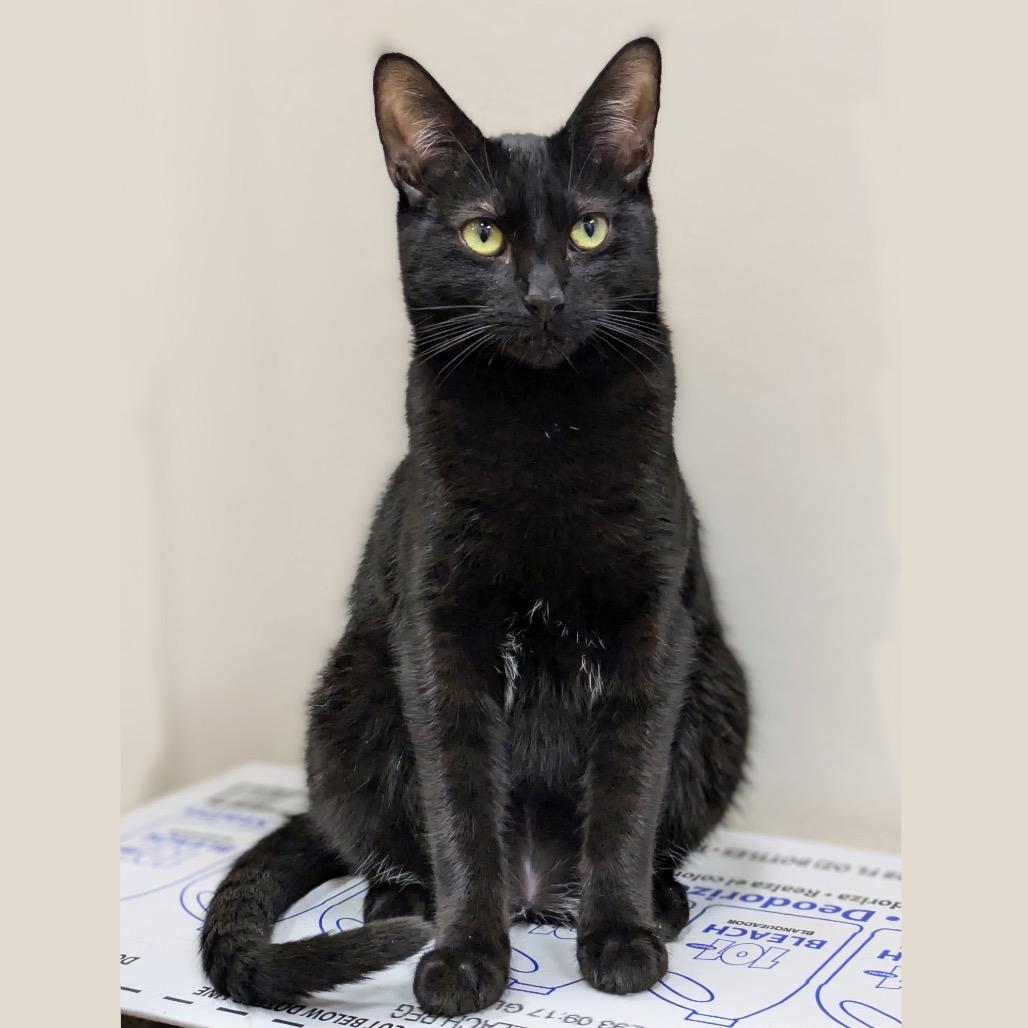 Llama — thumbnail 4