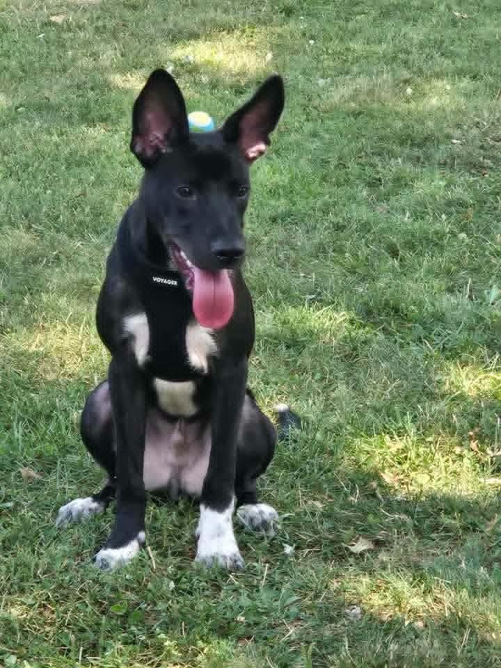 Billy, a Adoptable Australian Kelpie in Shillington, PA image 1/3