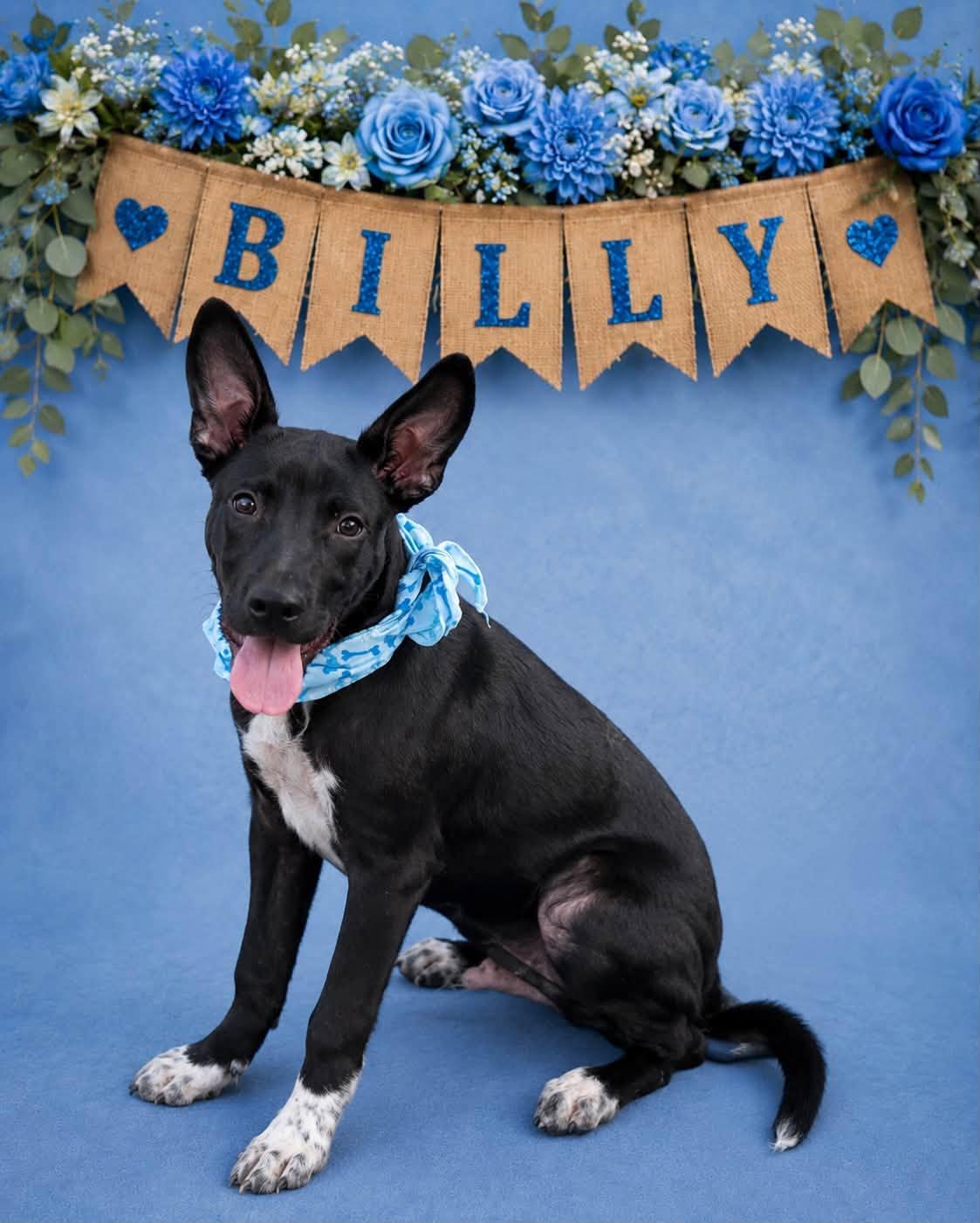 Billy, a Adoptable Australian Kelpie in Shillington, PA image 2/3
