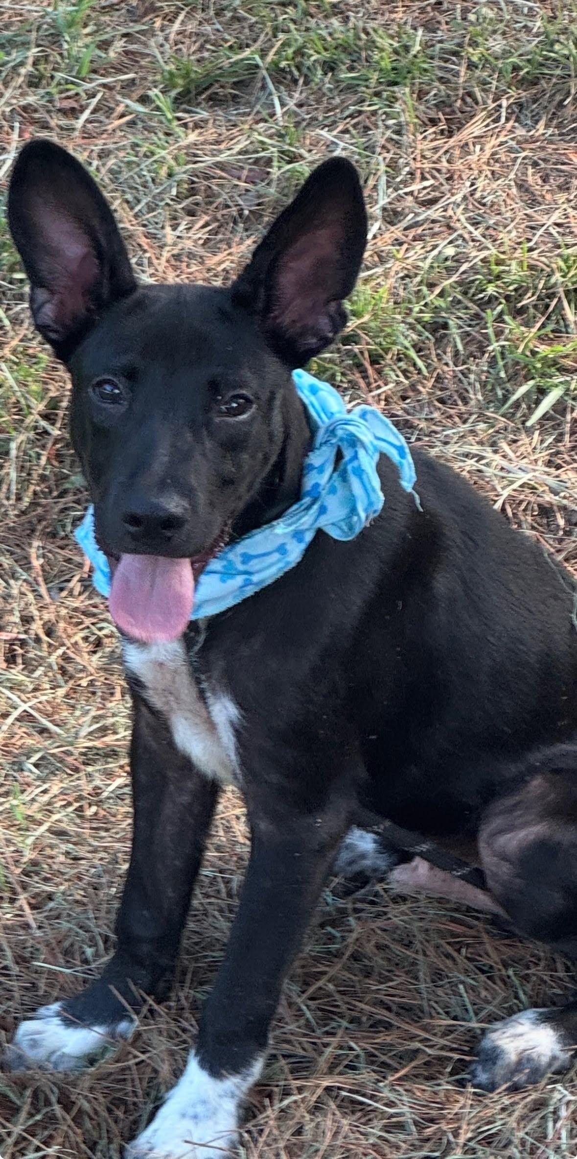 Enlarge Billy, a Adoptable Australian Kelpie in Shillington, PA image 1/1