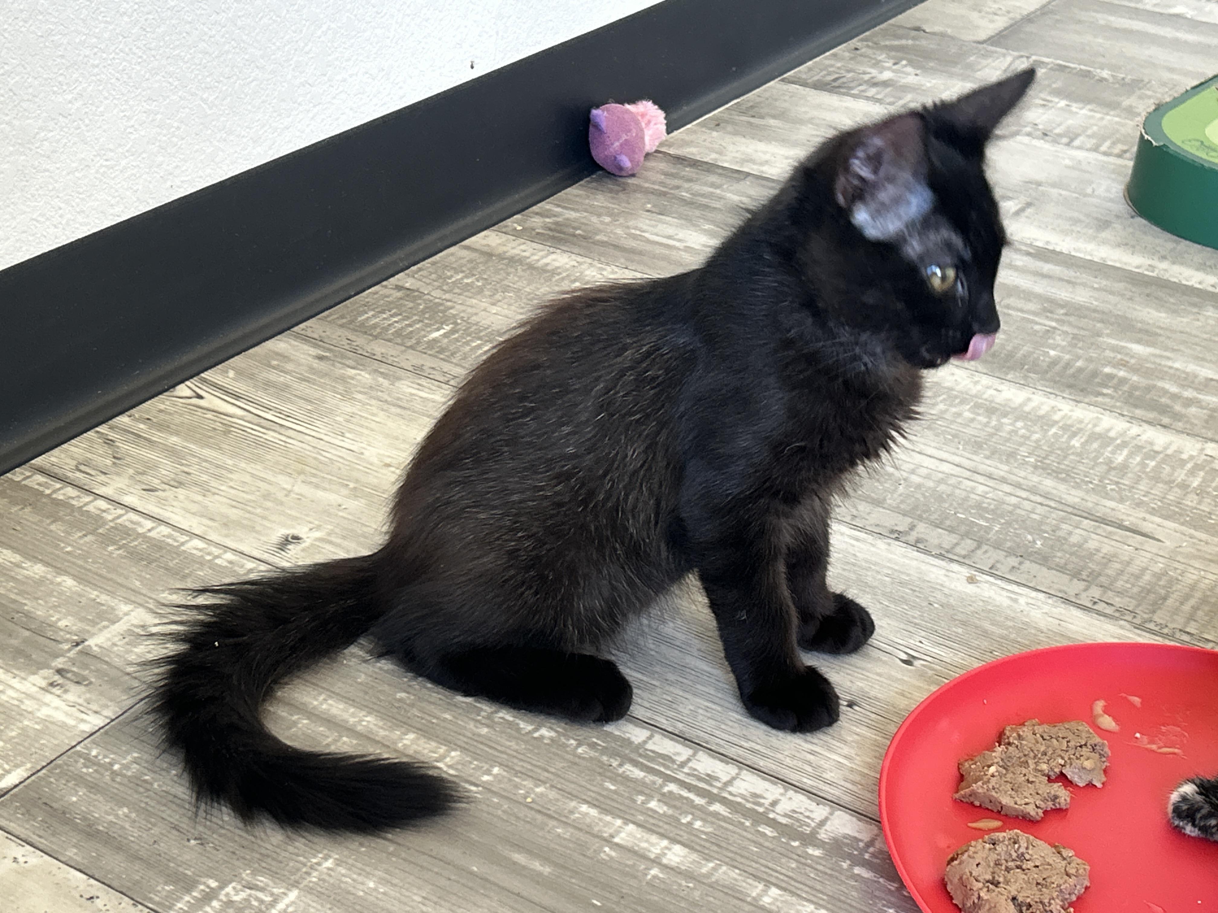 Scooby, adopted, Kitten Male Norwegian Forest Cat & Domestic Medium Hair.