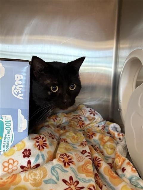 Enlarge HANK, a Adoptable Domestic Short Hair in Sugar Land, TX image 1/1