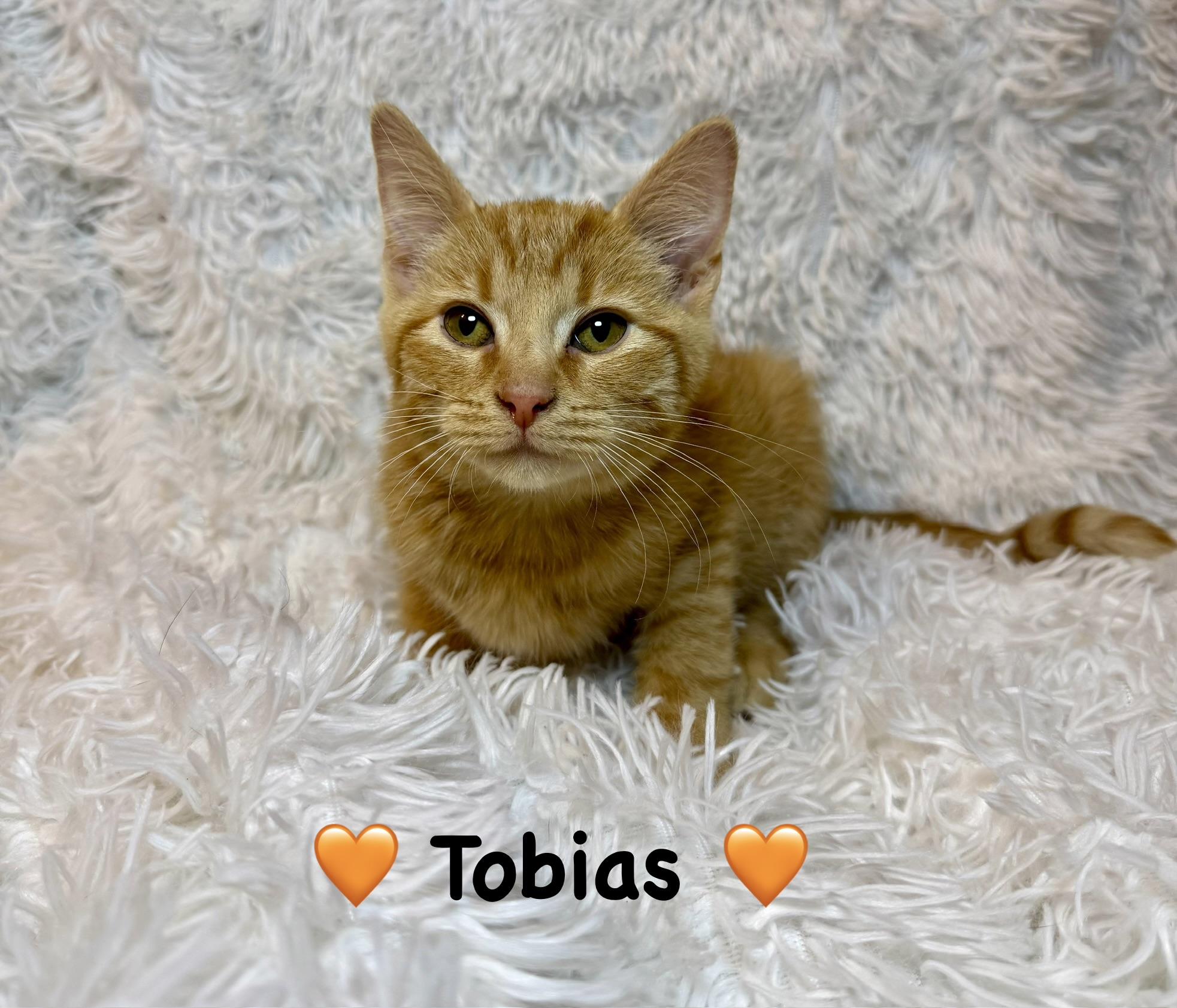 Enlarge Tobias , a ADOPTABLE Tabby in Copley, OH image 1/1