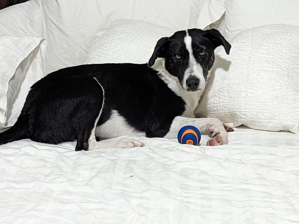 Enlarge Lindy Hop, a Adoptable mixed breed in The Woodlands, TX image 1/6