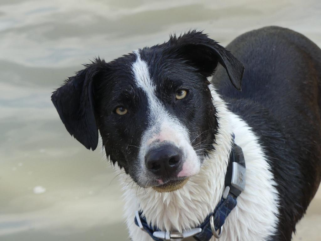 Enlarge Lindy Hop, a Adoptable mixed breed in The Woodlands, TX image 3/6