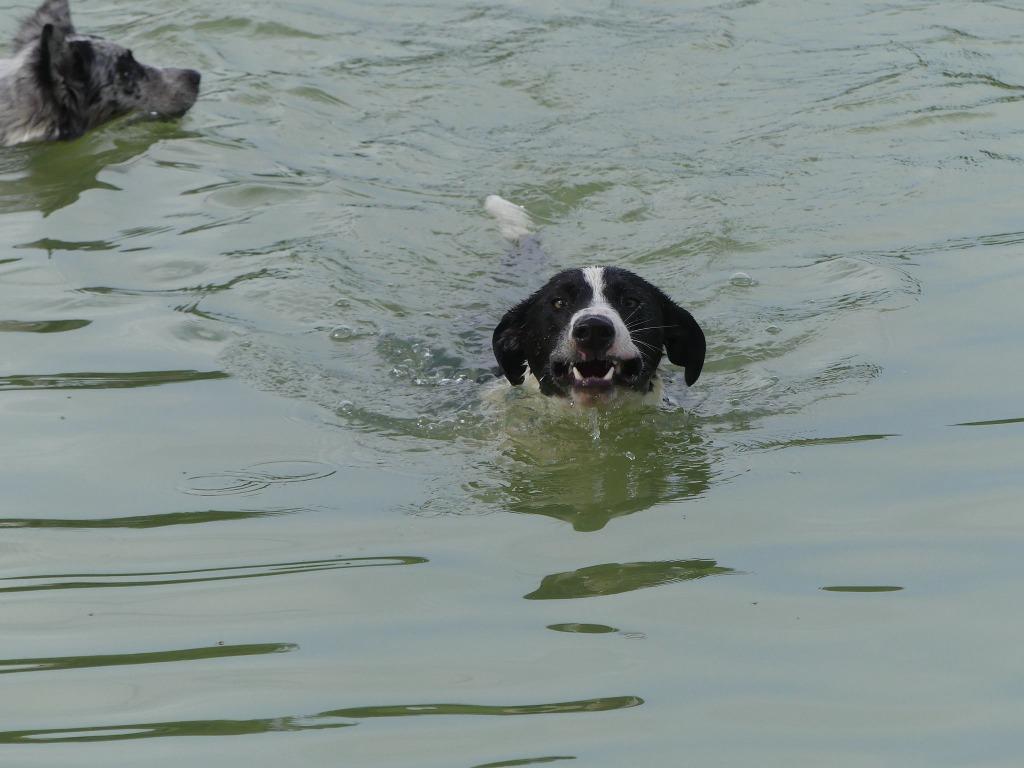 Enlarge Lindy Hop, a Adoptable mixed breed in The Woodlands, TX image 4/6
