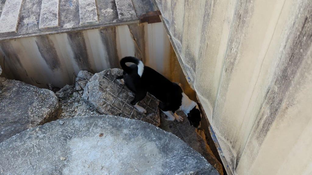 Enlarge Lindy Hop, a Adoptable mixed breed in The Woodlands, TX image 5/6