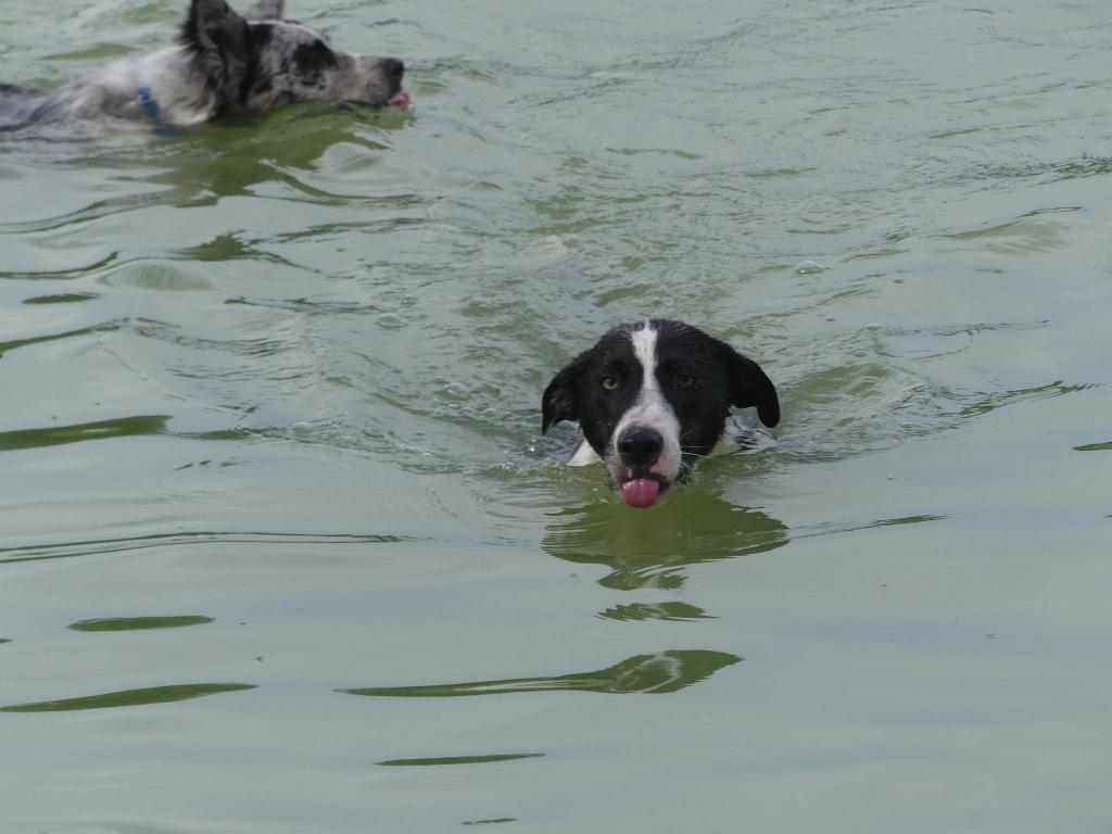 Enlarge Lindy Hop, a Adoptable mixed breed in The Woodlands, TX image 6/6