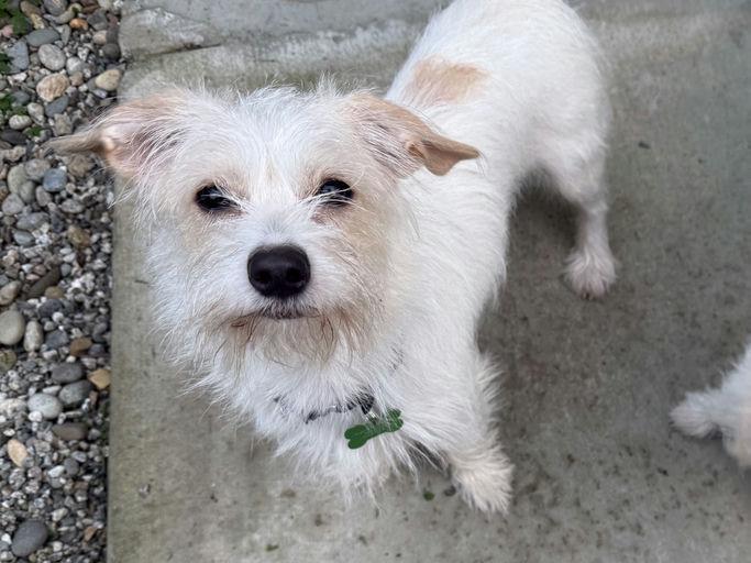Enlarge Tulipan, an adoptable Terrier in Los Angeles, CA image 1/5
