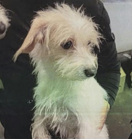 Enlarge Tulipan, an adoptable Terrier in Los Angeles, CA image 5/5