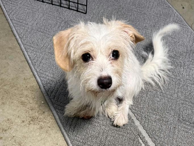 Enlarge Tulipan, an adoptable Terrier in Los Angeles, CA image 3/5