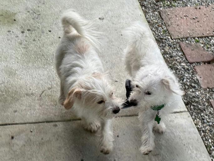 Enlarge Tulipan, an adoptable Terrier in Los Angeles, CA image 4/5