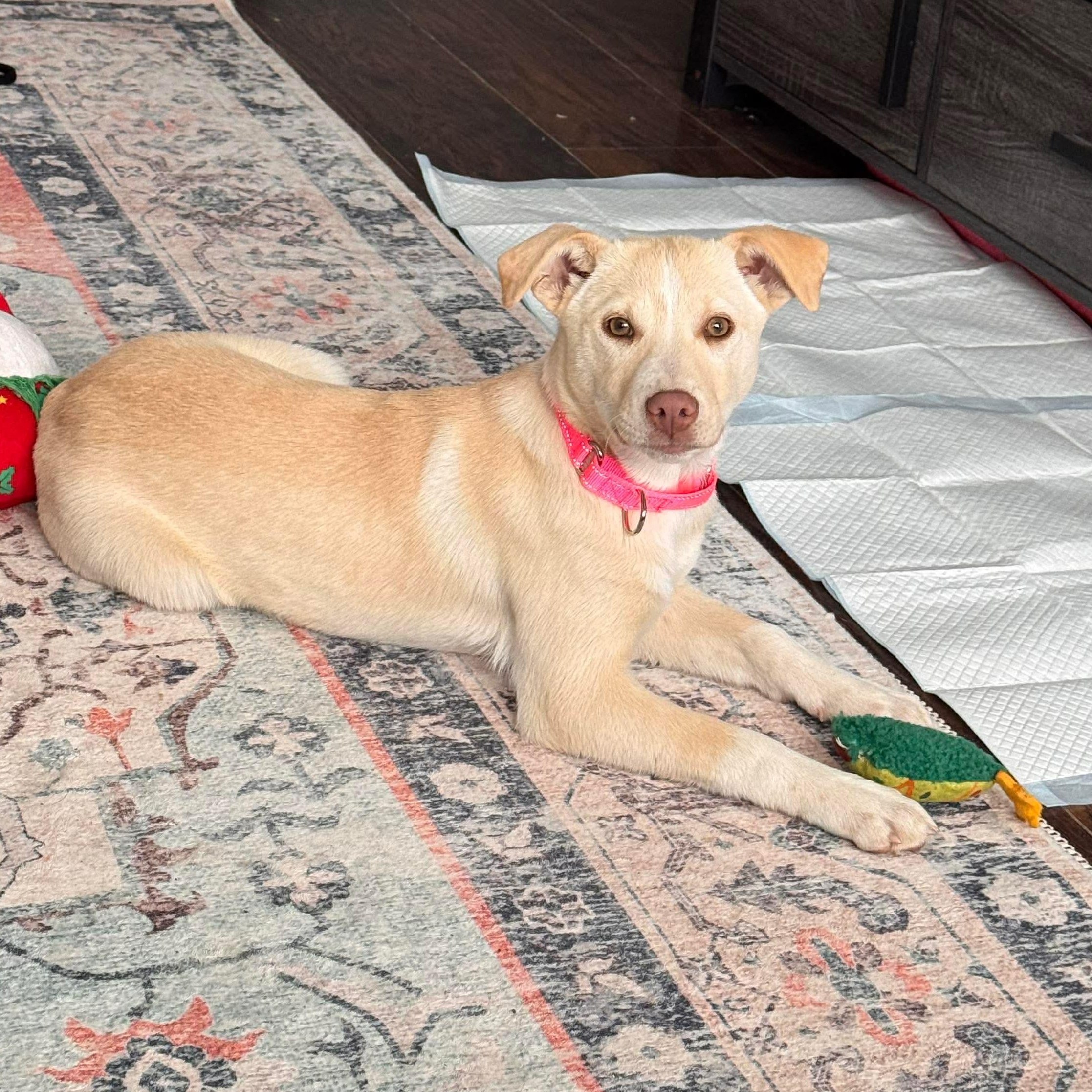 Jelly, an adopted Mixed Breed in Highland, NY image 1/4