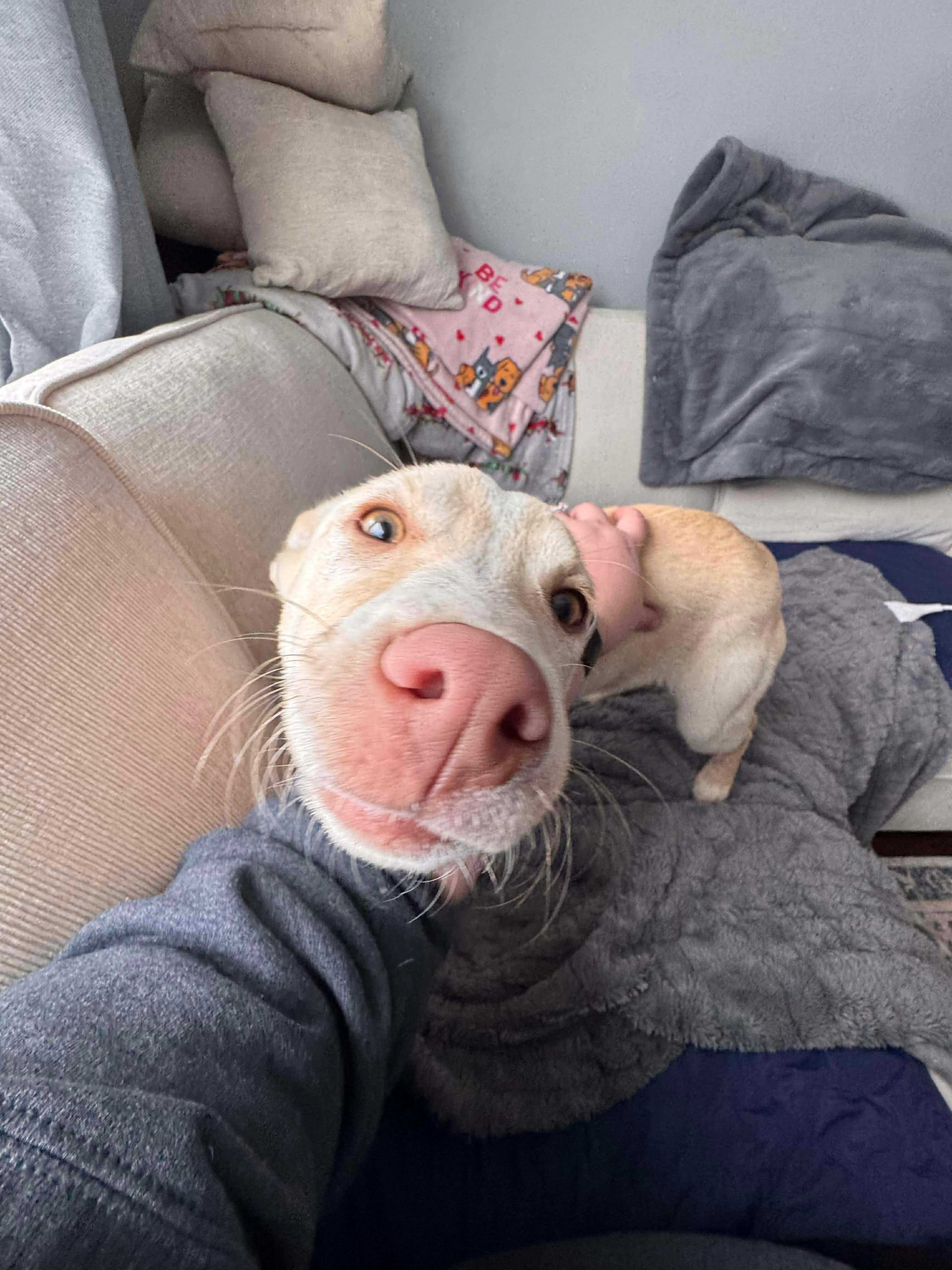 Jelly, an adopted Mixed Breed in Highland, NY image 4/4