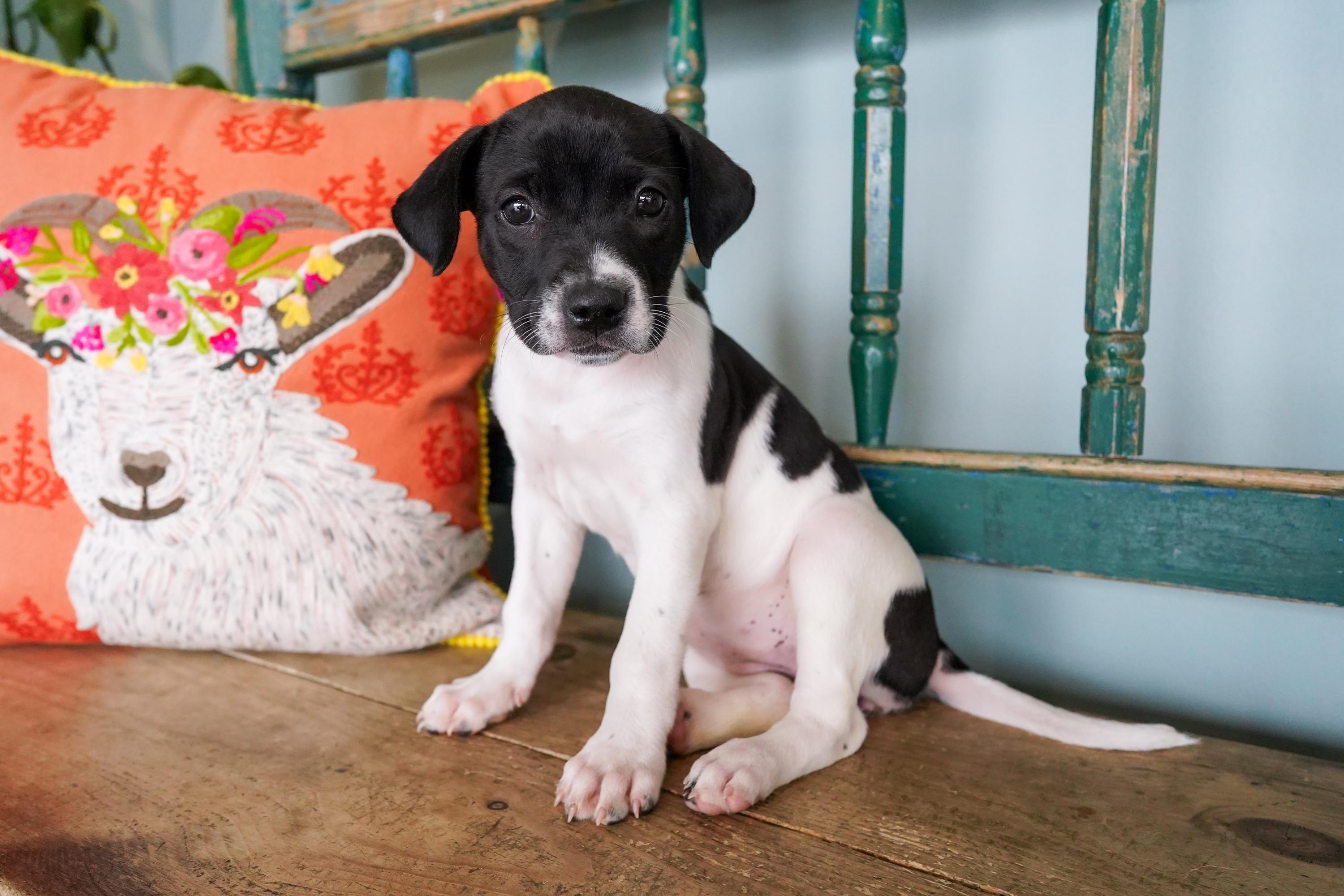 Dot, adoptable, Puppy Female Hound.