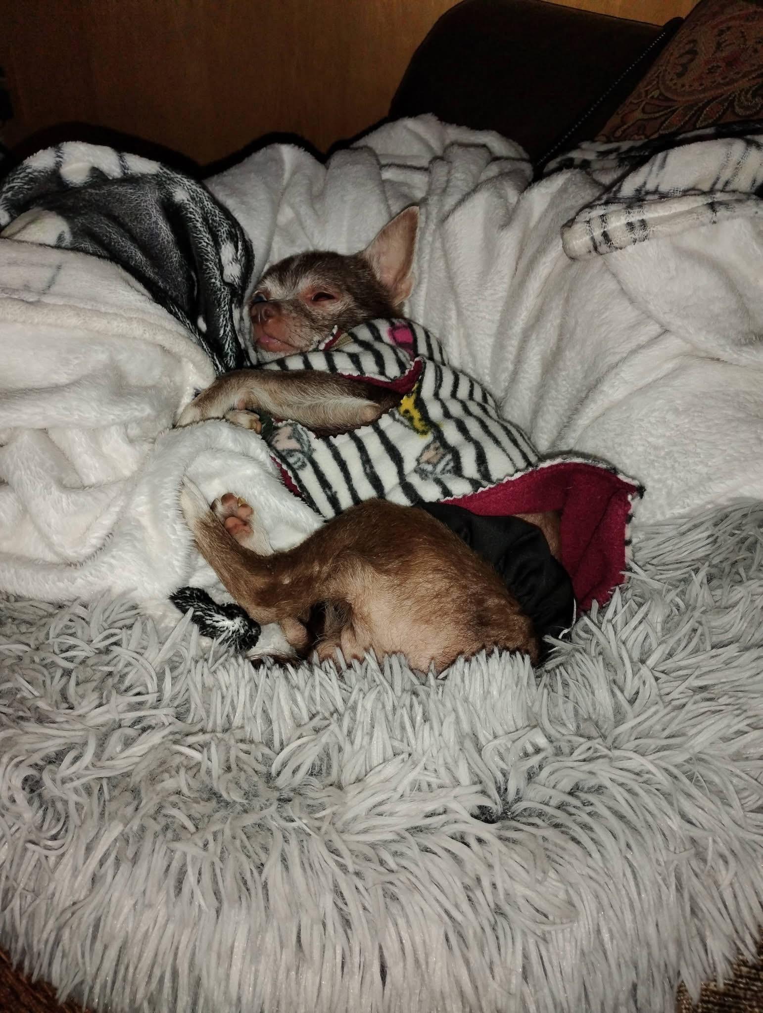 Enlarge Peanut (formerly Paco), a ADOPTABLE Chihuahua in Powell Butte, OR image 4/4