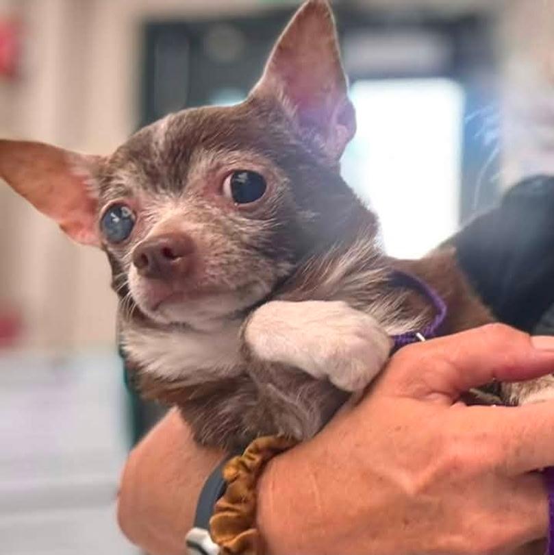 Enlarge Peanut (formerly Paco), a ADOPTABLE Chihuahua in Powell Butte, OR image 3/4