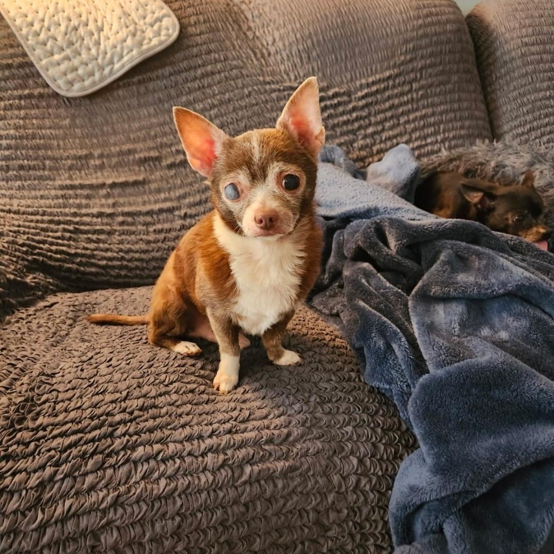 Enlarge Peanut (formerly Paco), a ADOPTABLE Chihuahua in Powell Butte, OR image 1/4