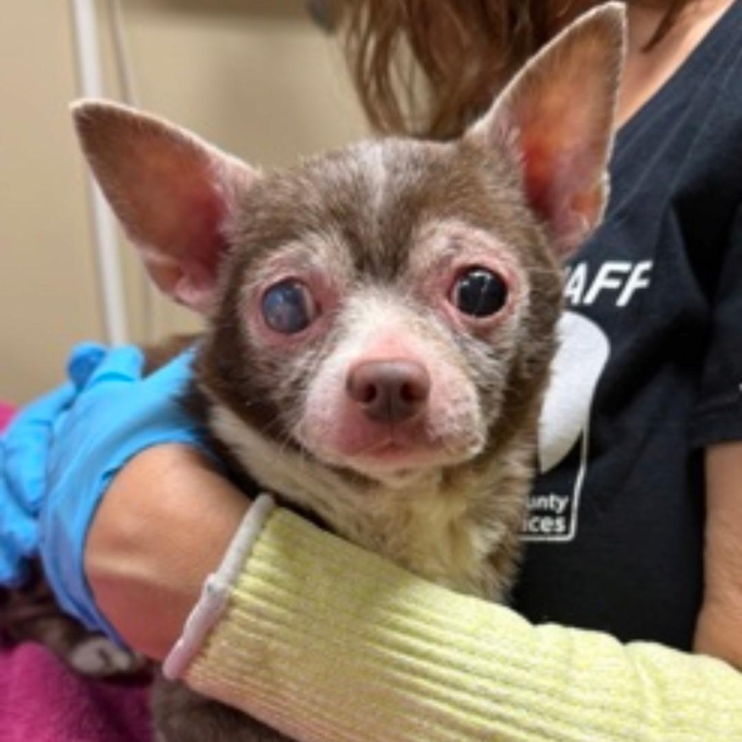 Enlarge Peanut (formerly Paco), a ADOPTABLE Chihuahua in Powell Butte, OR image 2/4