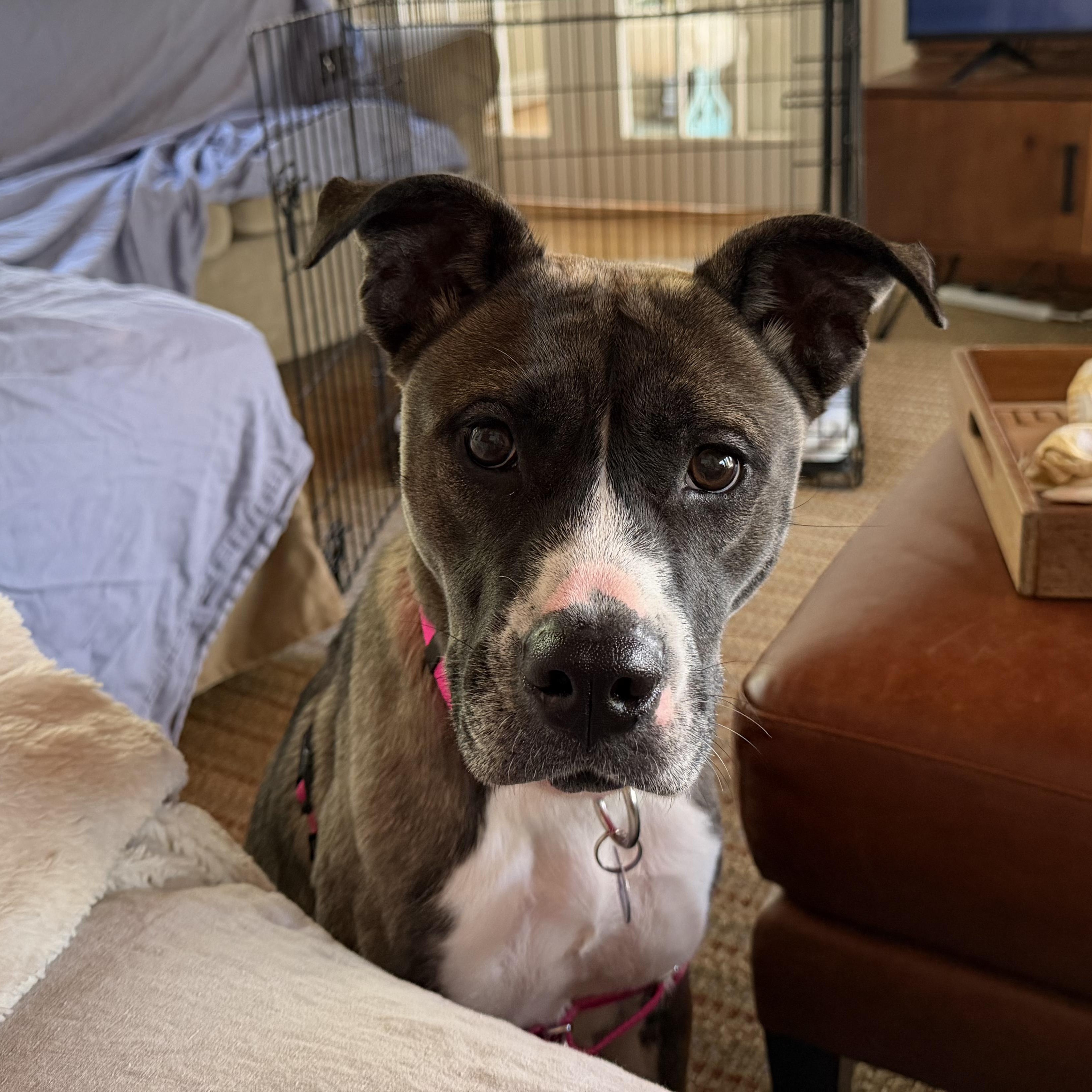 Enlarge Autumn, a Adoptable mixed breed in Avon, CT image 5/6