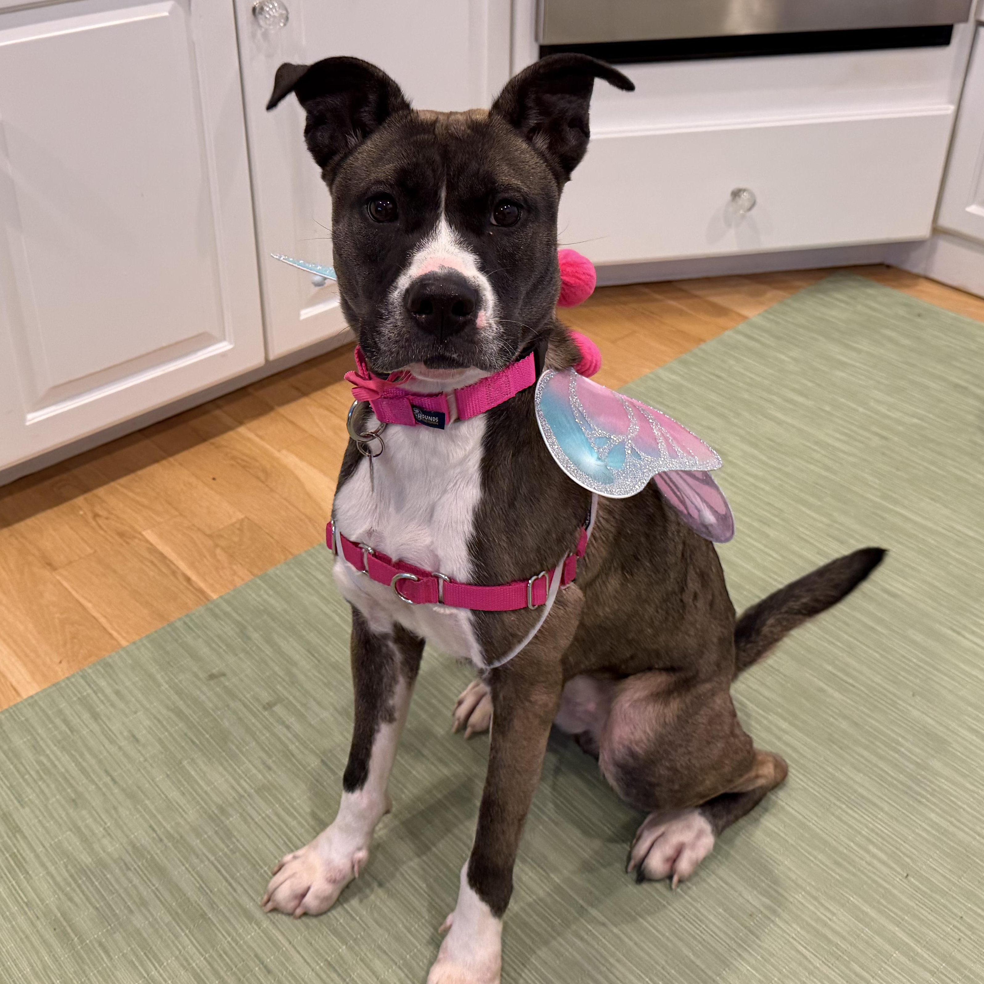 Enlarge Autumn, a Adoptable mixed breed in Avon, CT image 2/6