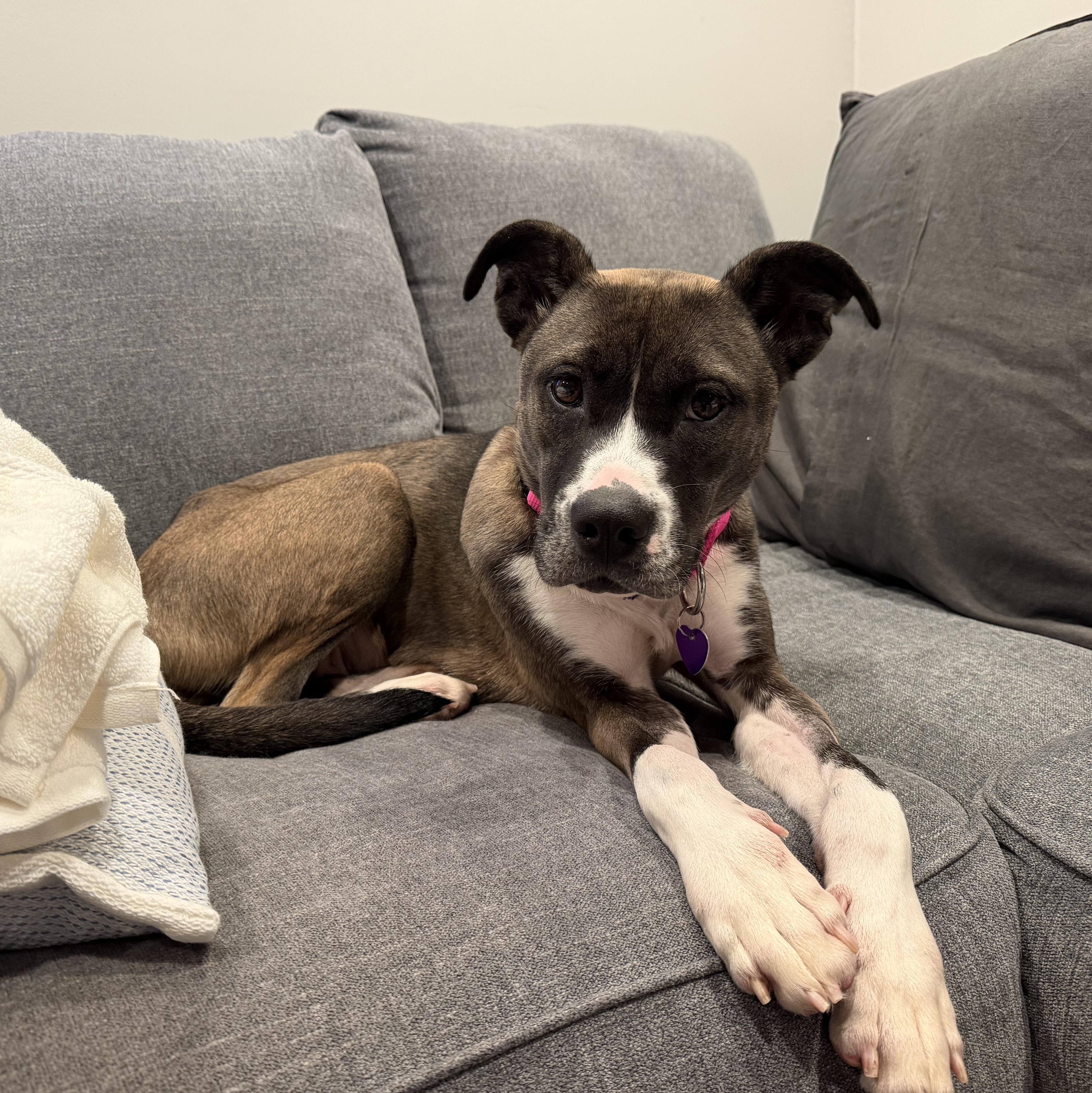 Enlarge Autumn, a Adoptable mixed breed in Avon, CT image 4/6