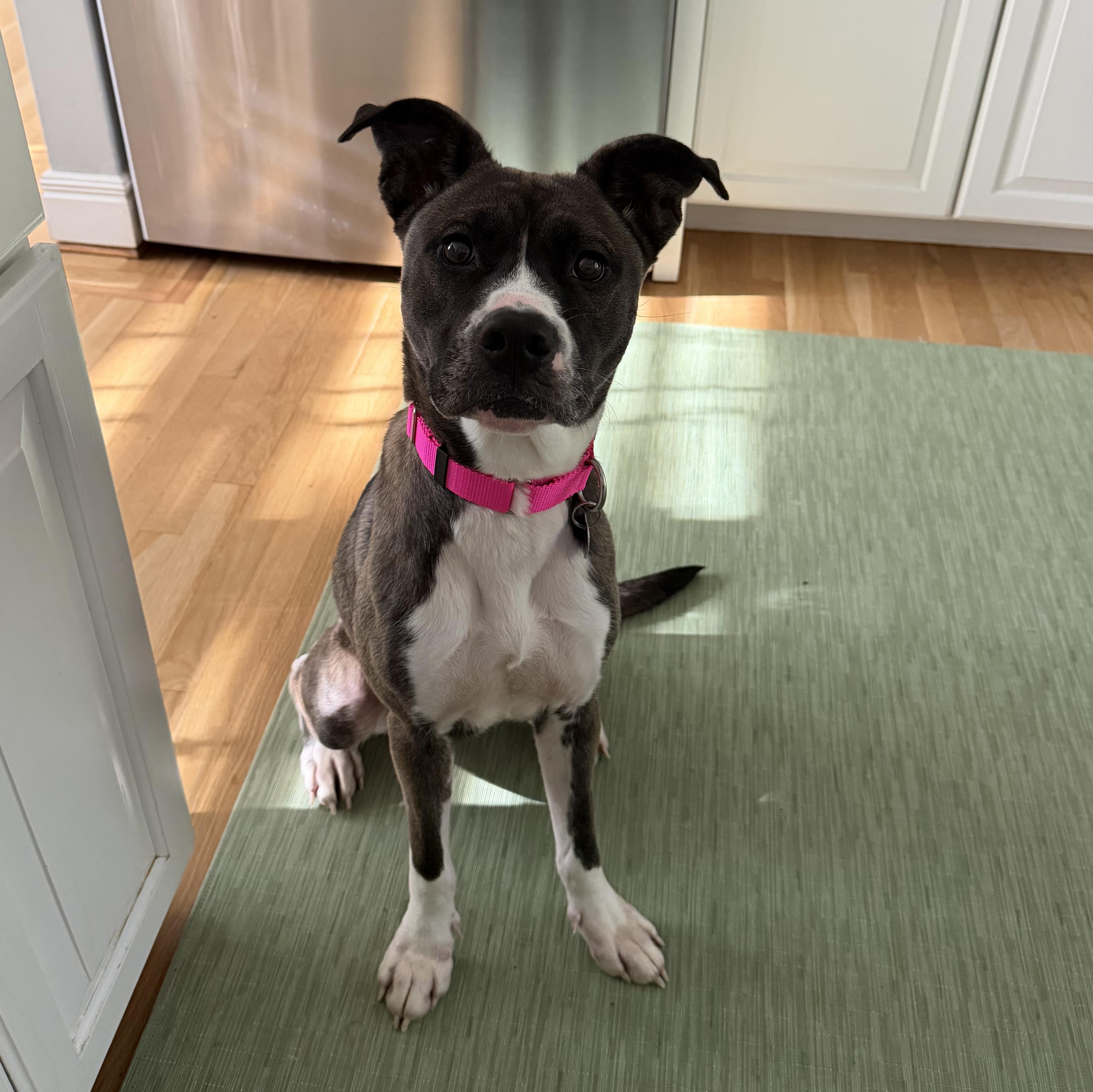 Enlarge Autumn, a Adoptable mixed breed in Avon, CT image 1/6