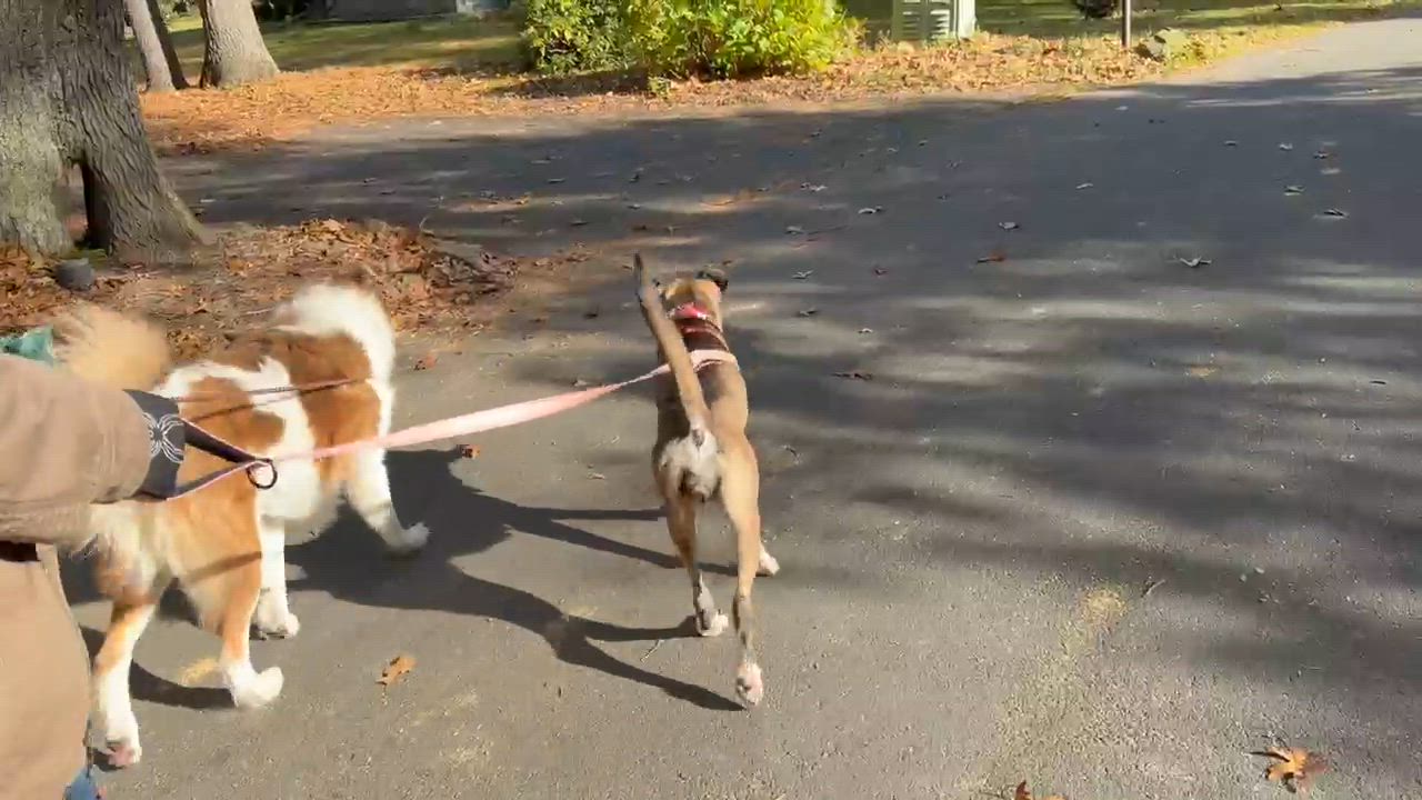Enlarge Autumn, a Adoptable mixed breed in Avon, CT video 6/6