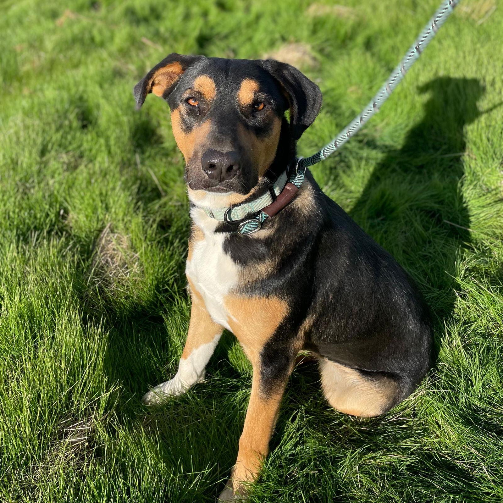 Enlarge Bobby, a Adoptable mixed breed in Yreka, CA image 1/3
