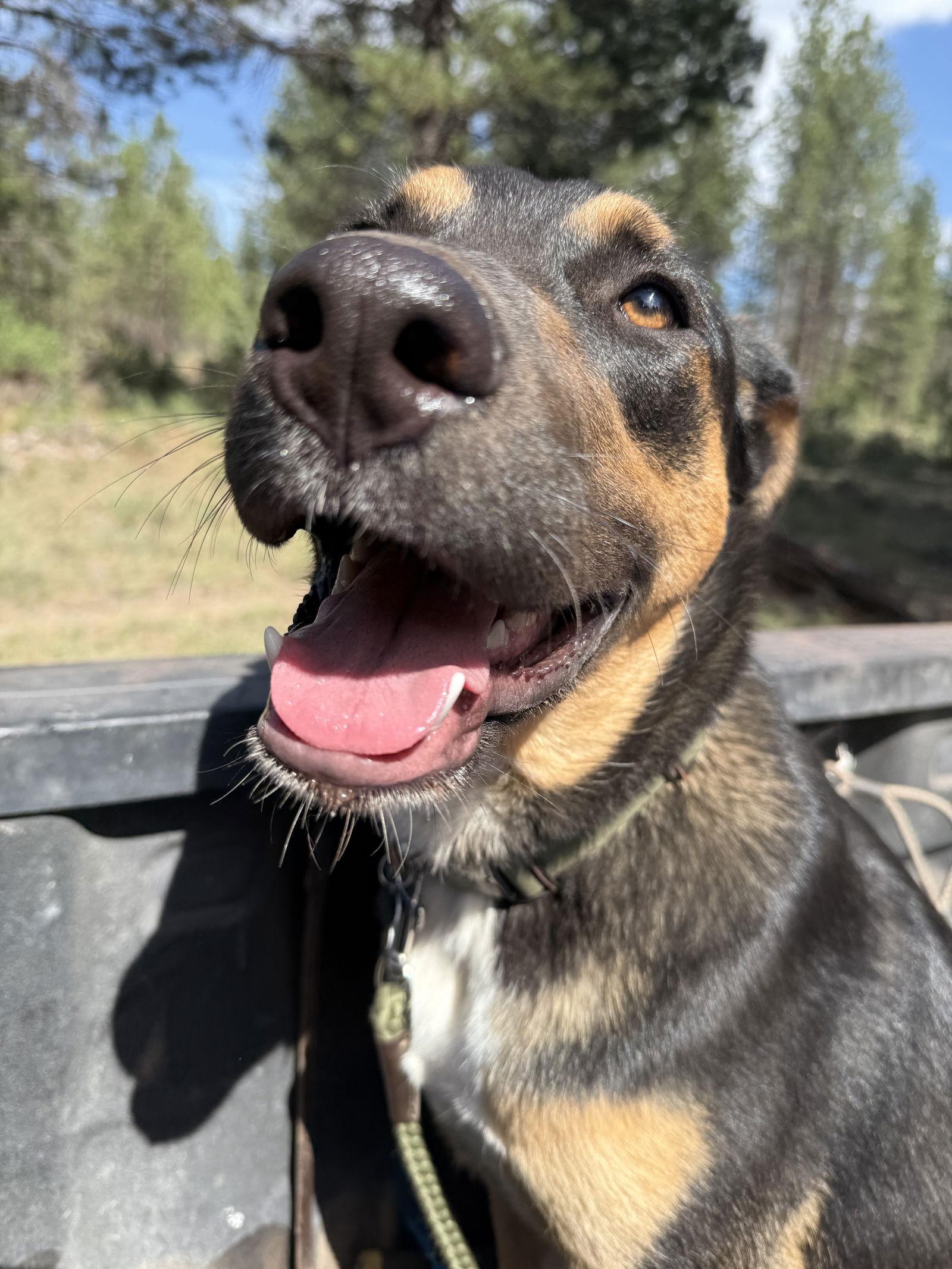 Enlarge Bobby, a Adoptable mixed breed in Yreka, CA image 2/3