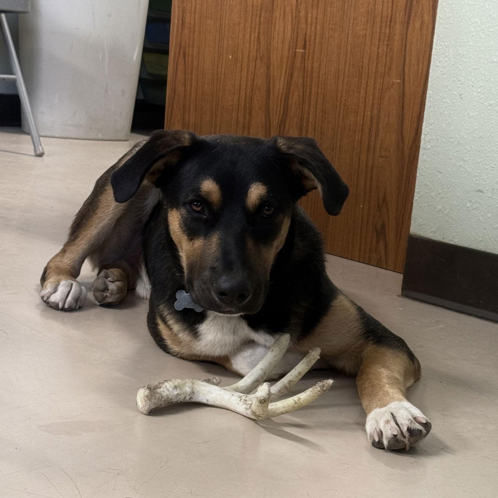 Enlarge Bobby, a Adoptable mixed breed in Yreka, CA image 3/3