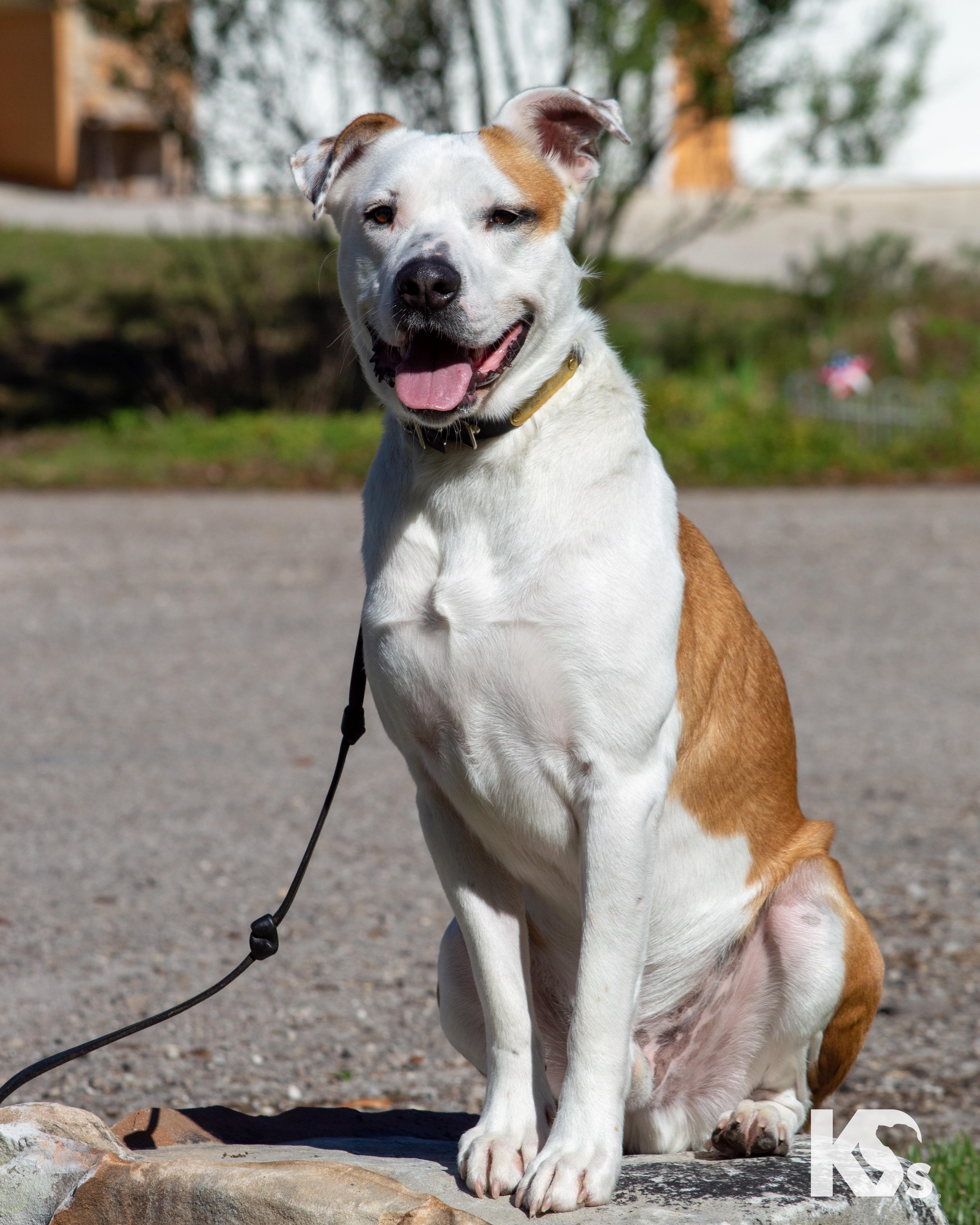 Enlarge Percy, a ADOPTABLE mixed breed in Ponte Vedra, FL image 1/6