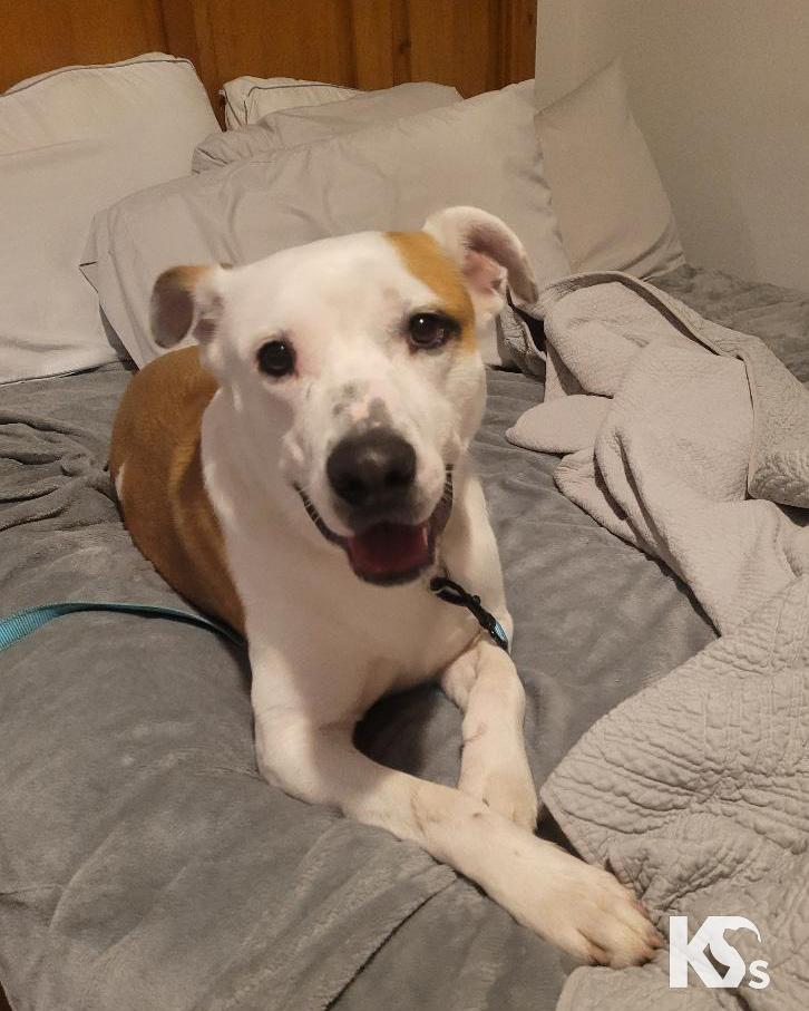 Enlarge Percy, a ADOPTABLE mixed breed in Ponte Vedra, FL image 3/6