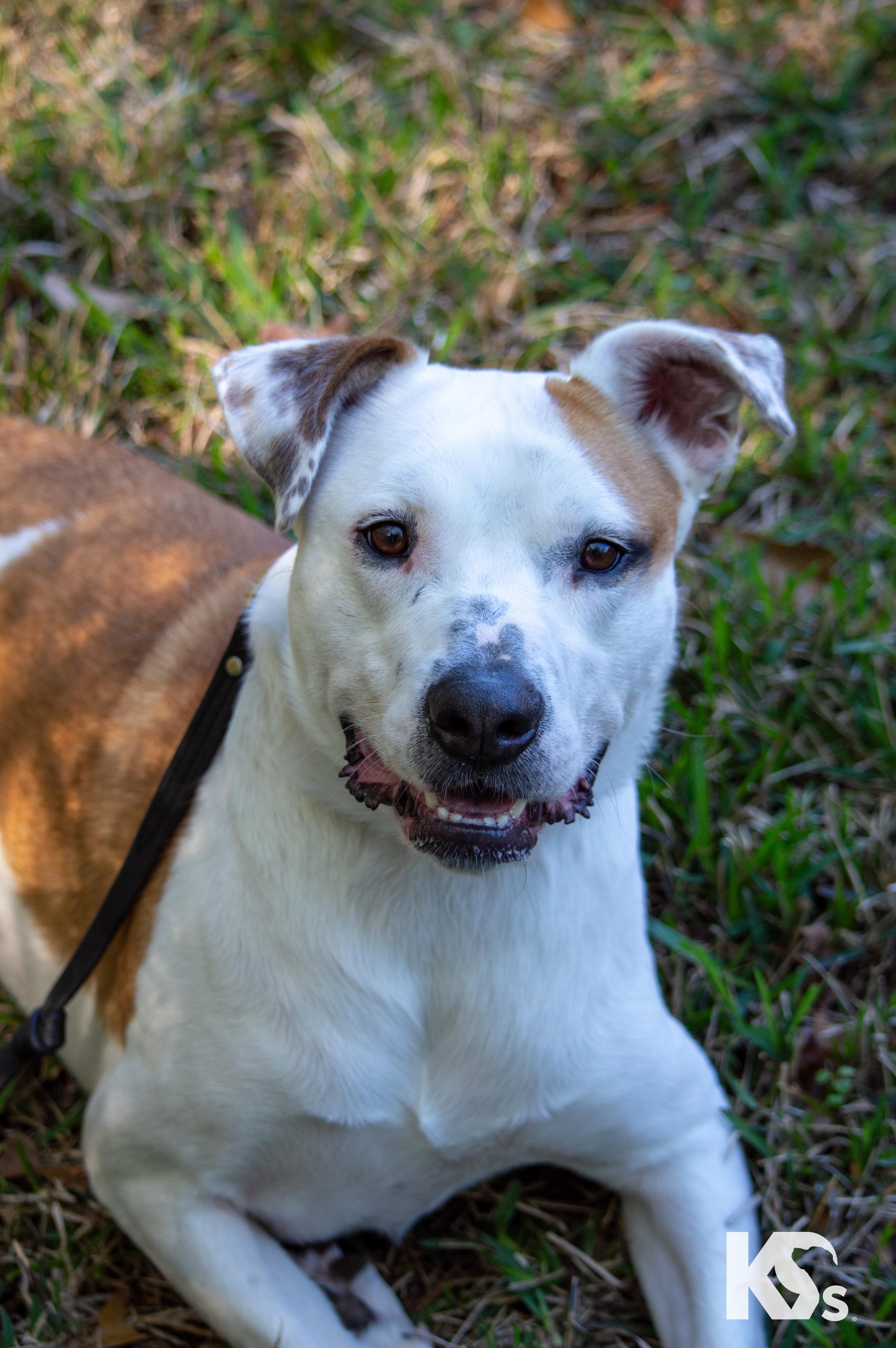Enlarge Percy, a ADOPTABLE mixed breed in Ponte Vedra, FL image 6/6