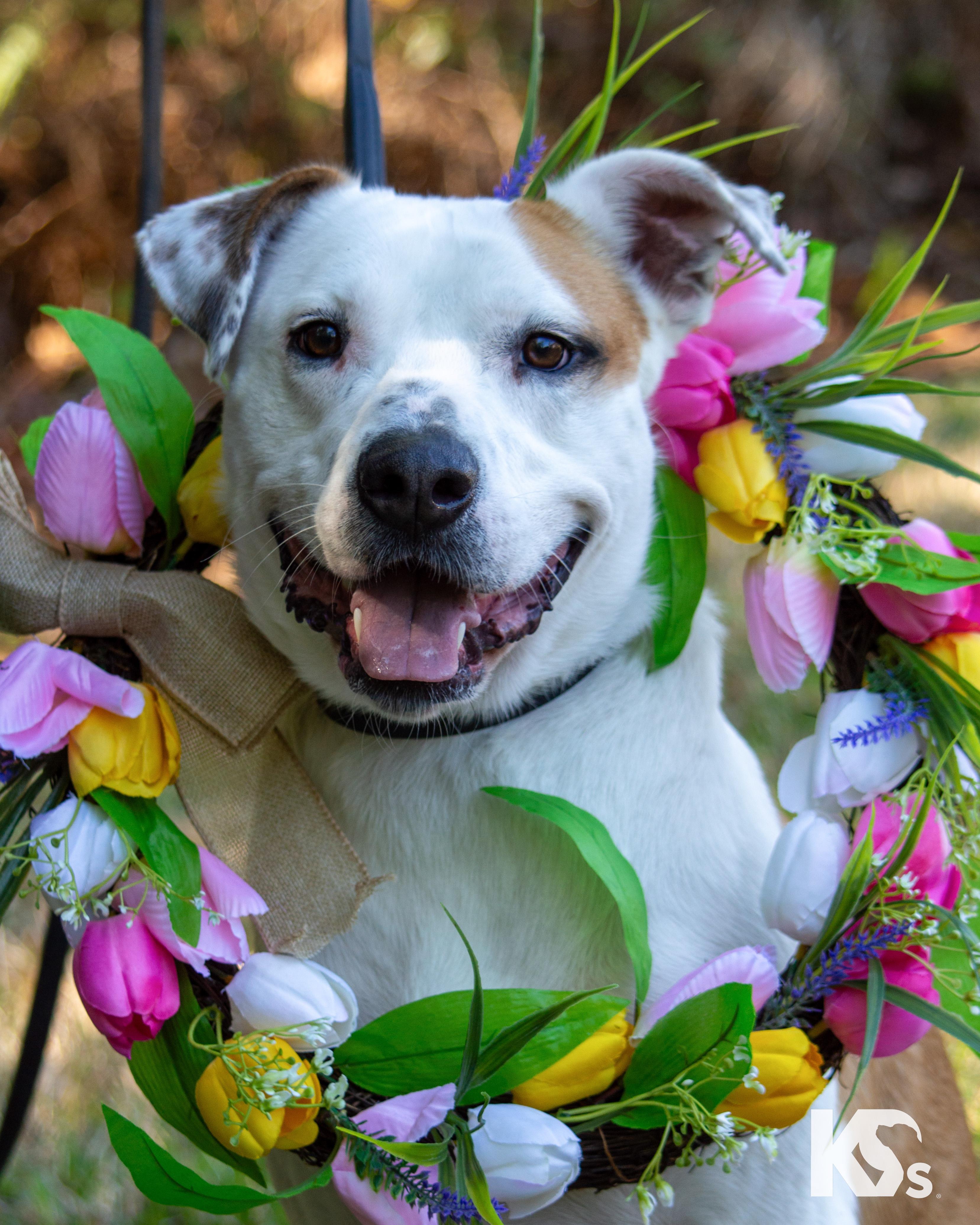 Enlarge Percy, a ADOPTABLE mixed breed in Ponte Vedra, FL image 4/6