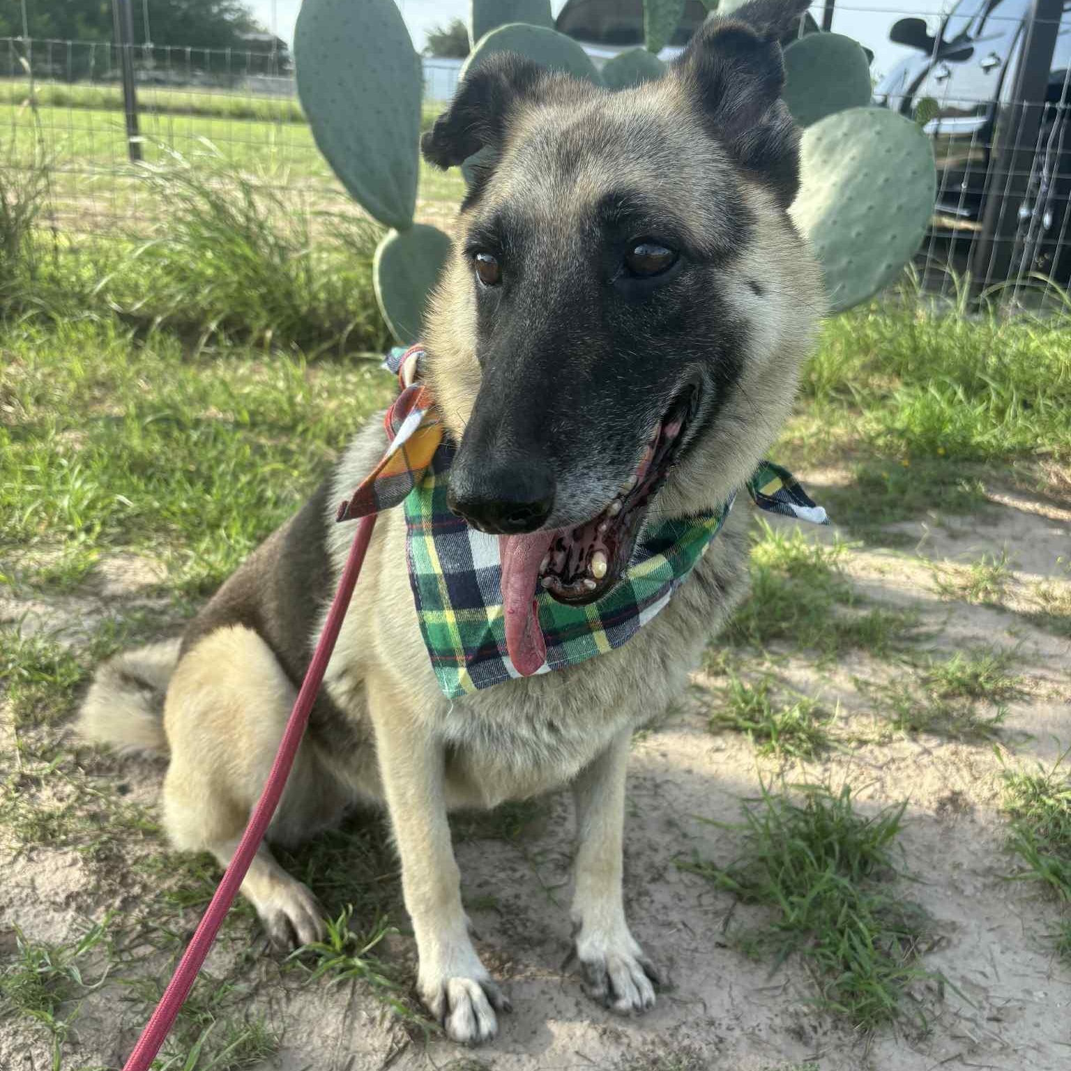Hope, Adult Female German Shepherd Dog