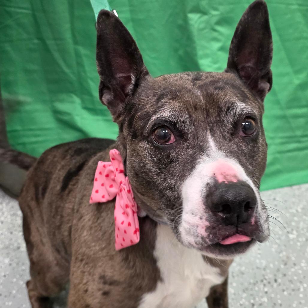 Lulu, Adoptable, Adult Female Terrier.