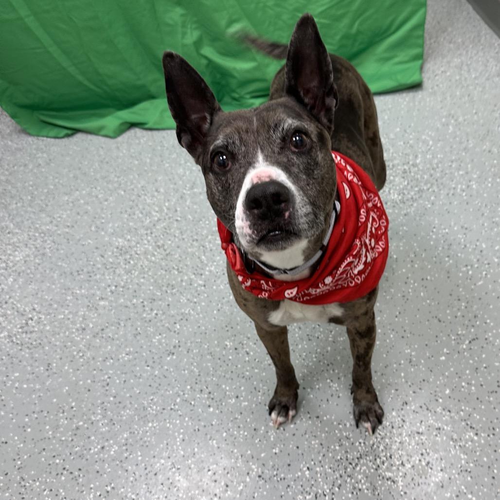 Enlarge Lulu, a Adoptable mixed breed in Galax, VA image 4/5