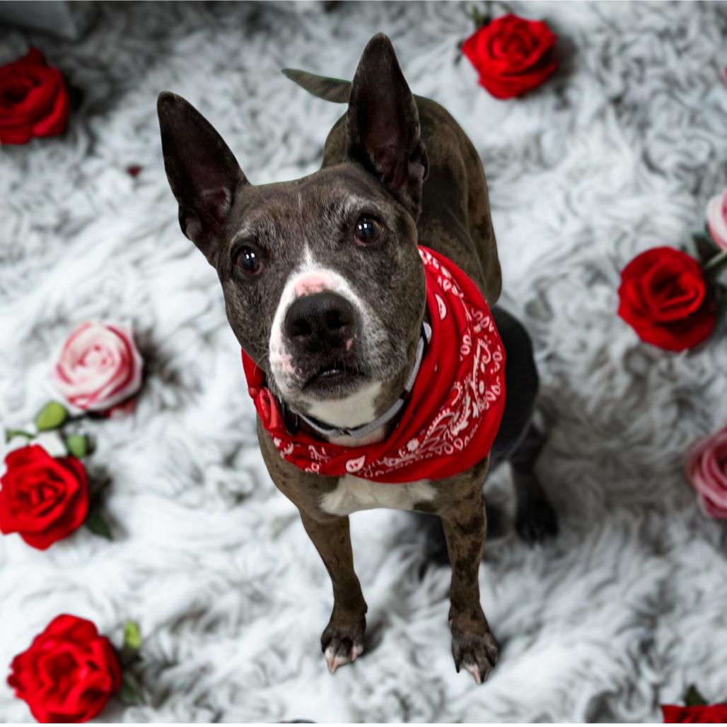 Enlarge Lulu, a Adoptable mixed breed in Galax, VA image 5/5