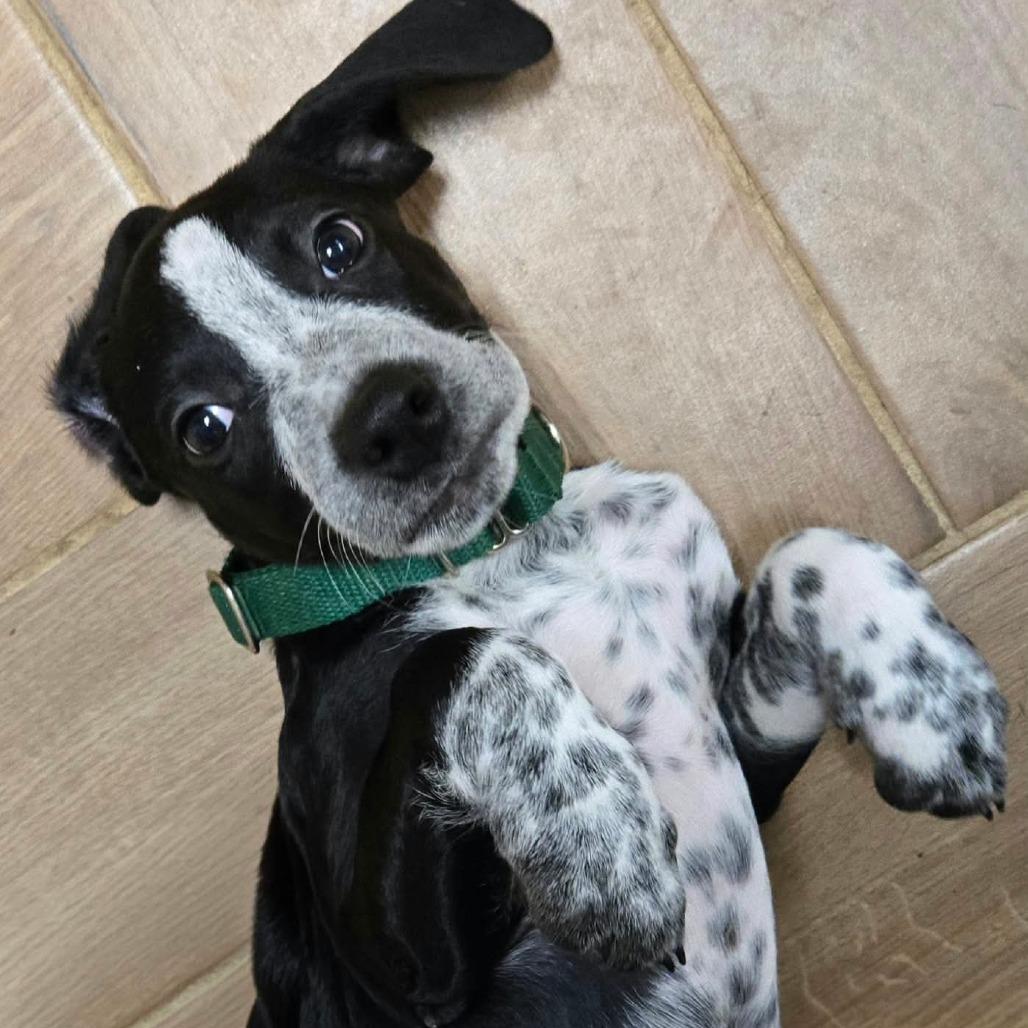 Jospeh, Adoptable, Puppy Male Pointer & Mixed Breed.