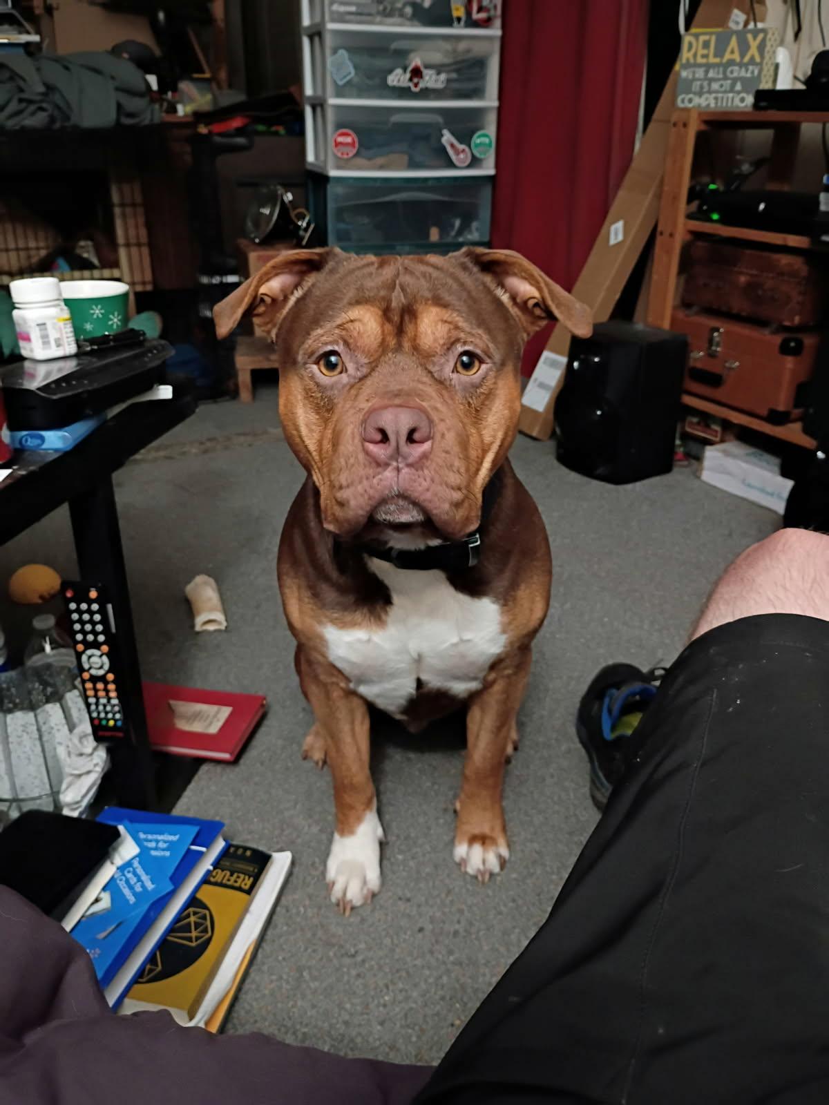 Diggles, ADOPTABLE, Young Male Mixed Breed.