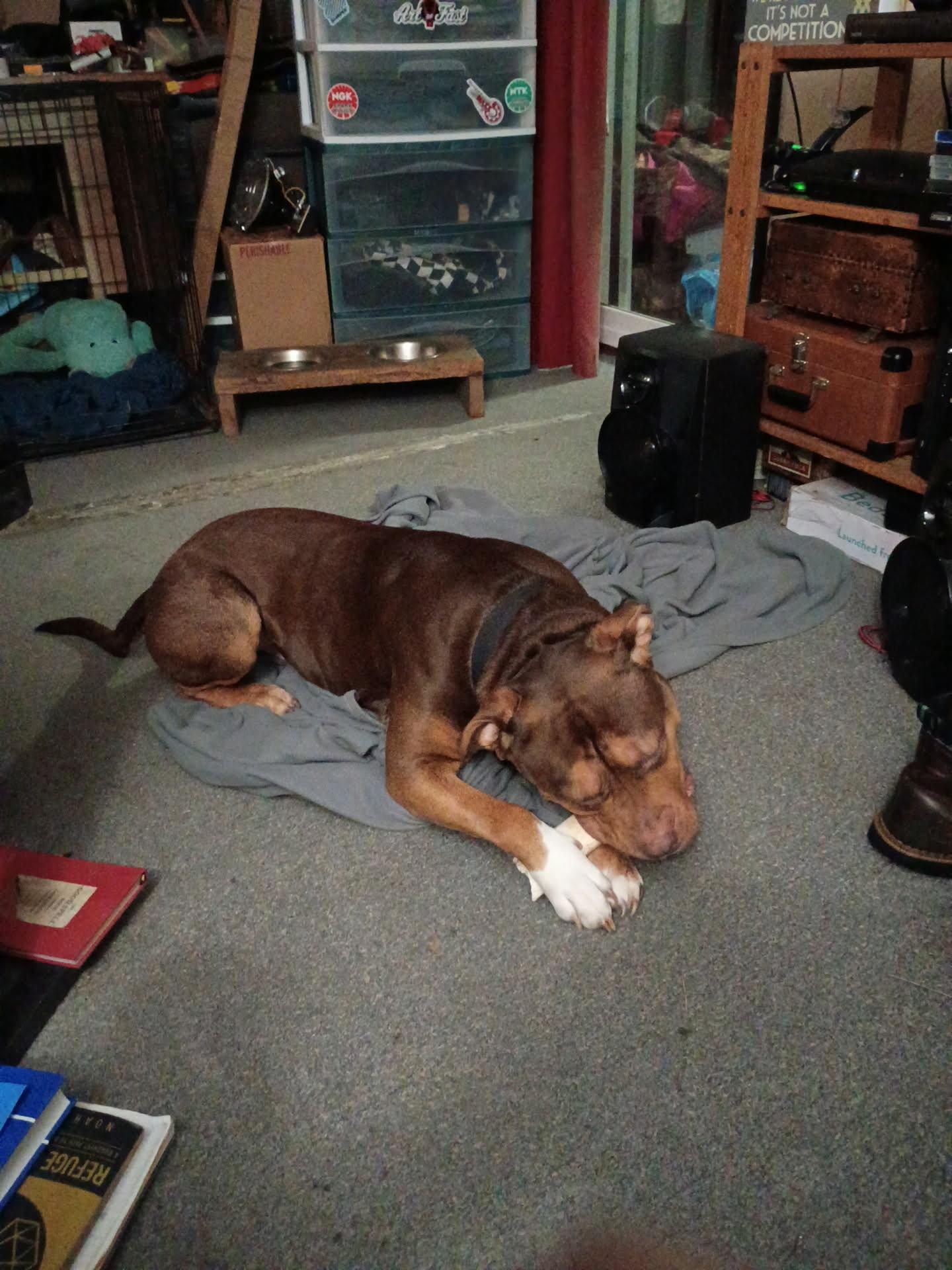 Enlarge Diggles, a ADOPTABLE Mixed Breed in Shelton, WA image 2/3