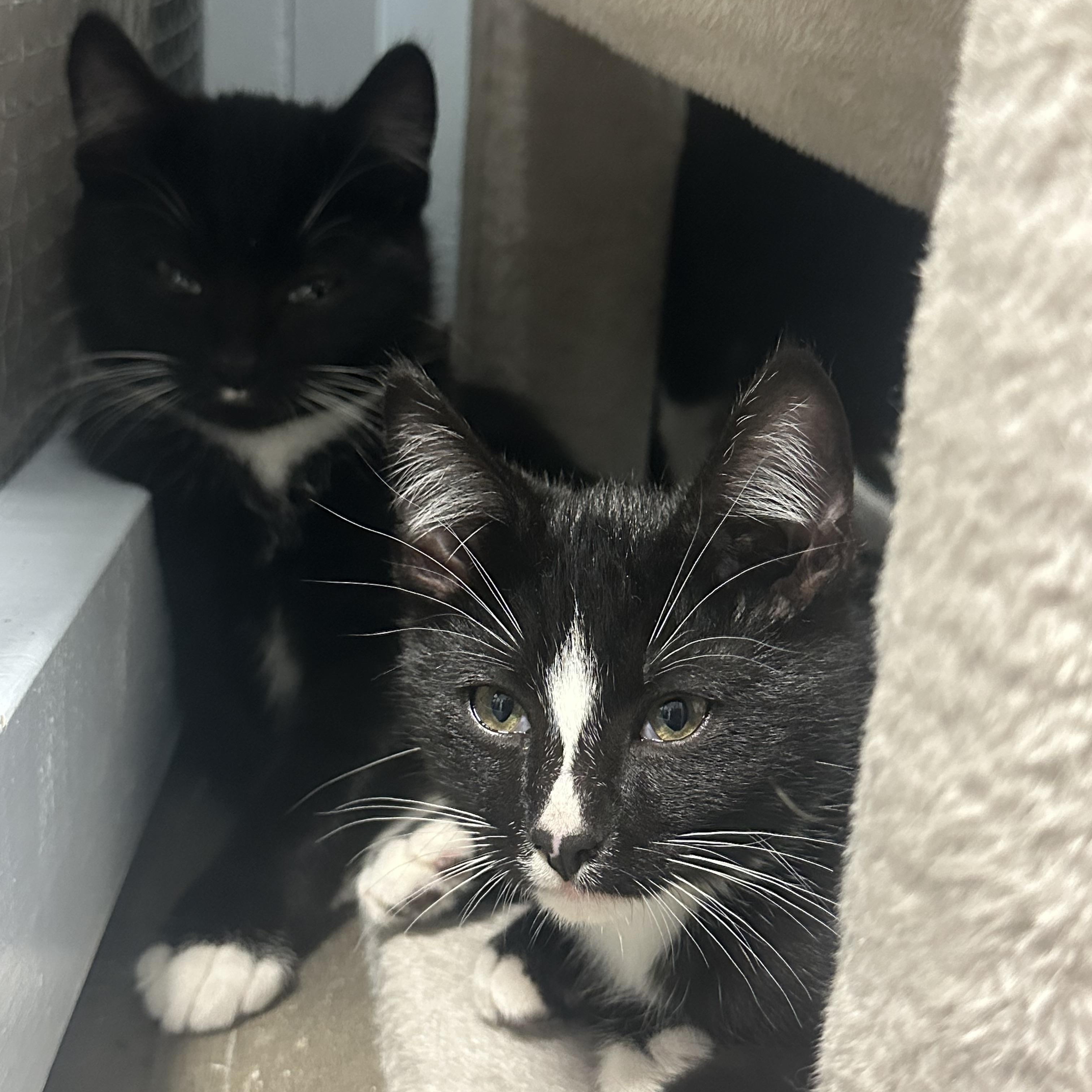 Enlarge Kitten, a Adoptable Domestic Short Hair in Mission, BC image 1/6