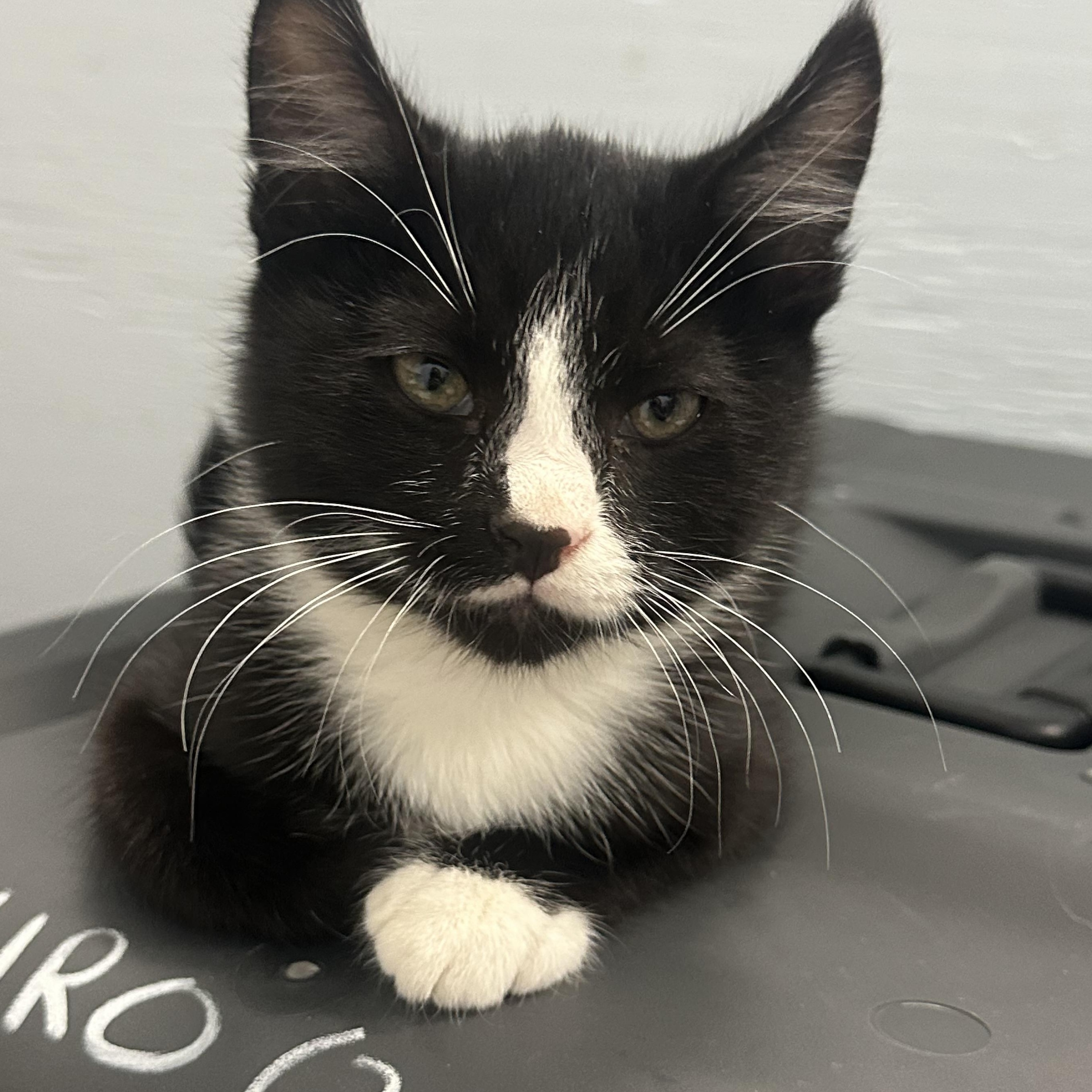 Enlarge Kitten, a Adoptable Domestic Short Hair in Mission, BC image 5/6