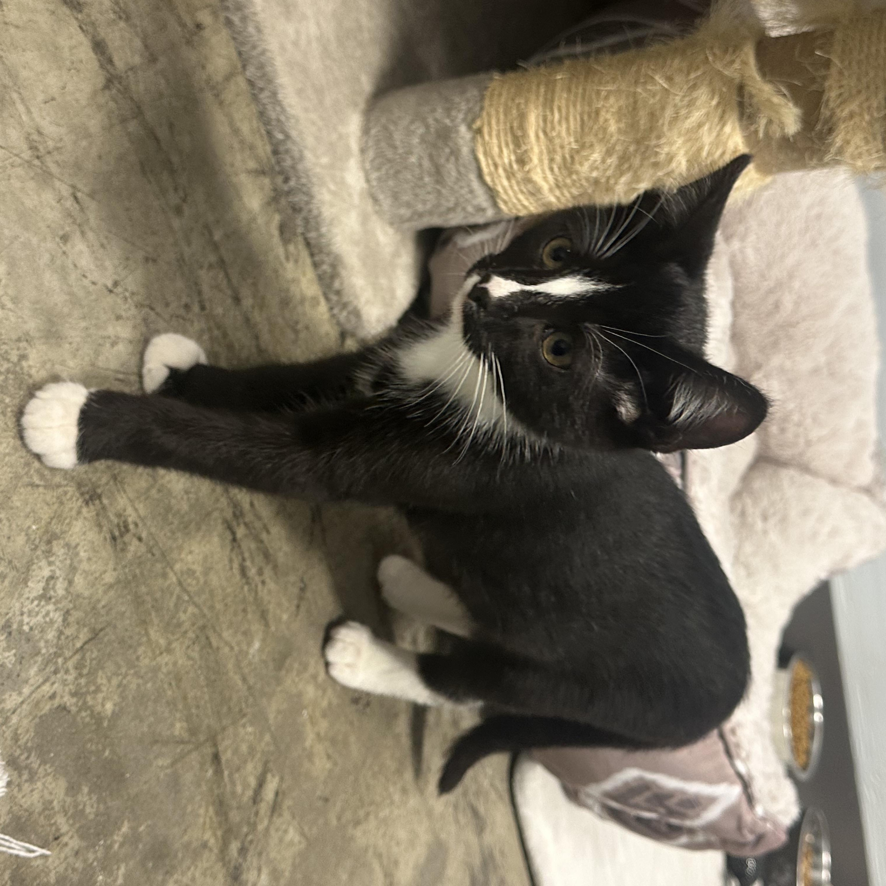 Enlarge Kitten, a Adoptable Domestic Short Hair in Mission, BC image 2/6