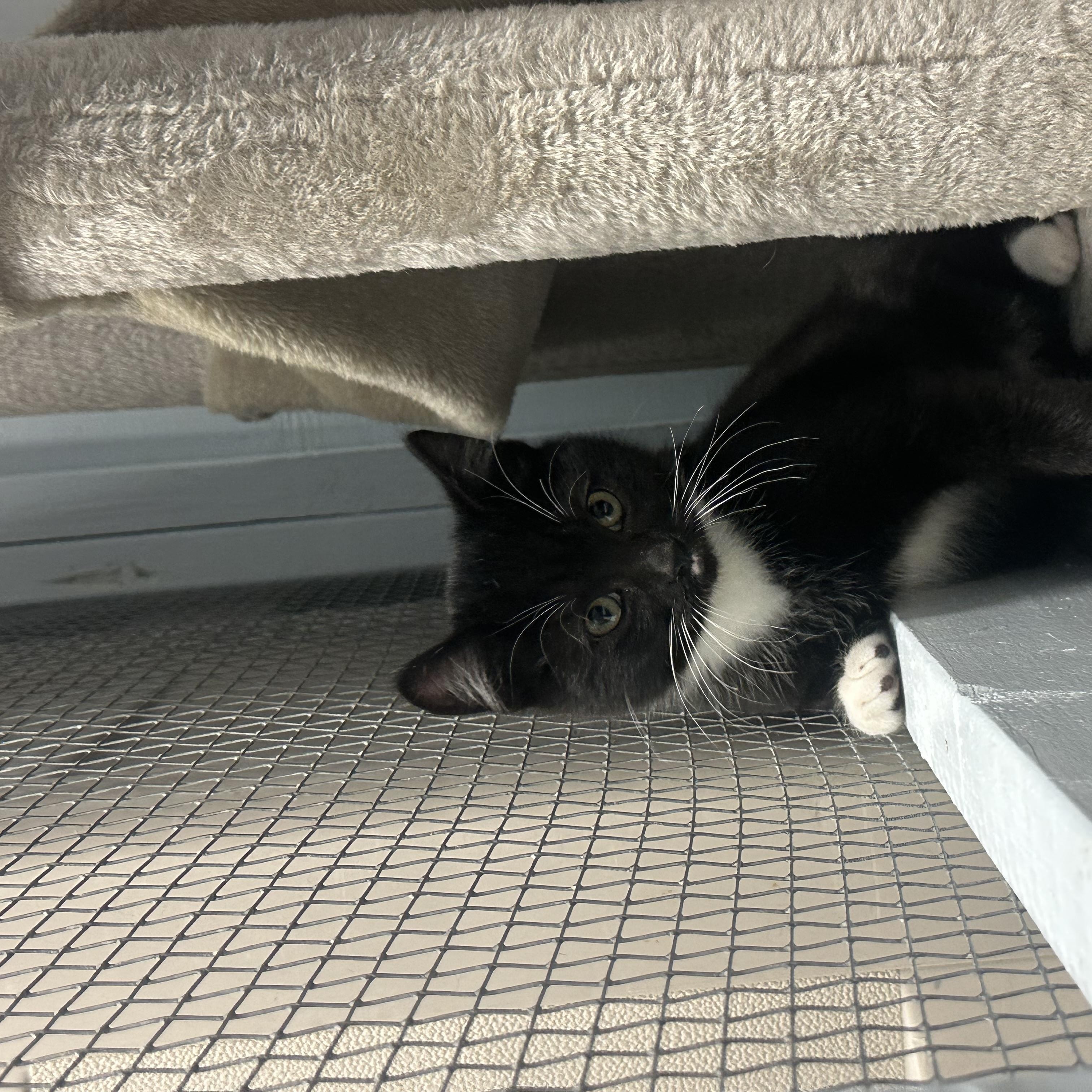 Enlarge Kitten, a Adoptable Domestic Short Hair in Mission, BC image 6/6