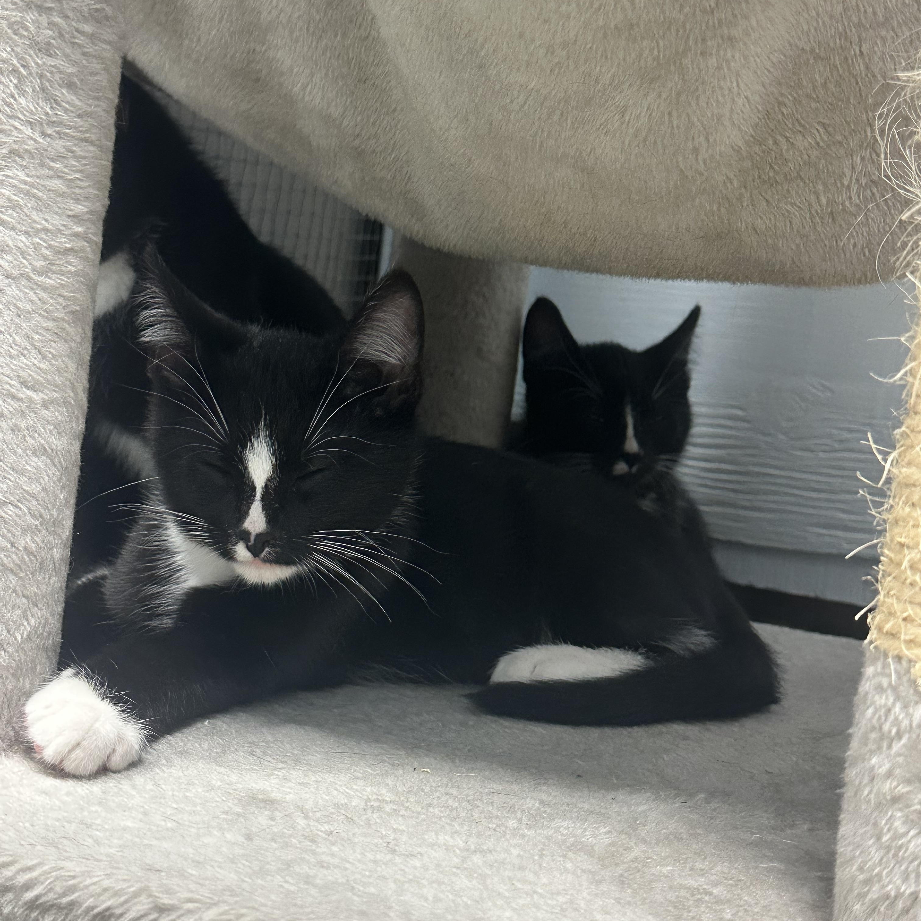 Enlarge Kitten, a Adoptable Domestic Short Hair in Mission, BC image 3/6