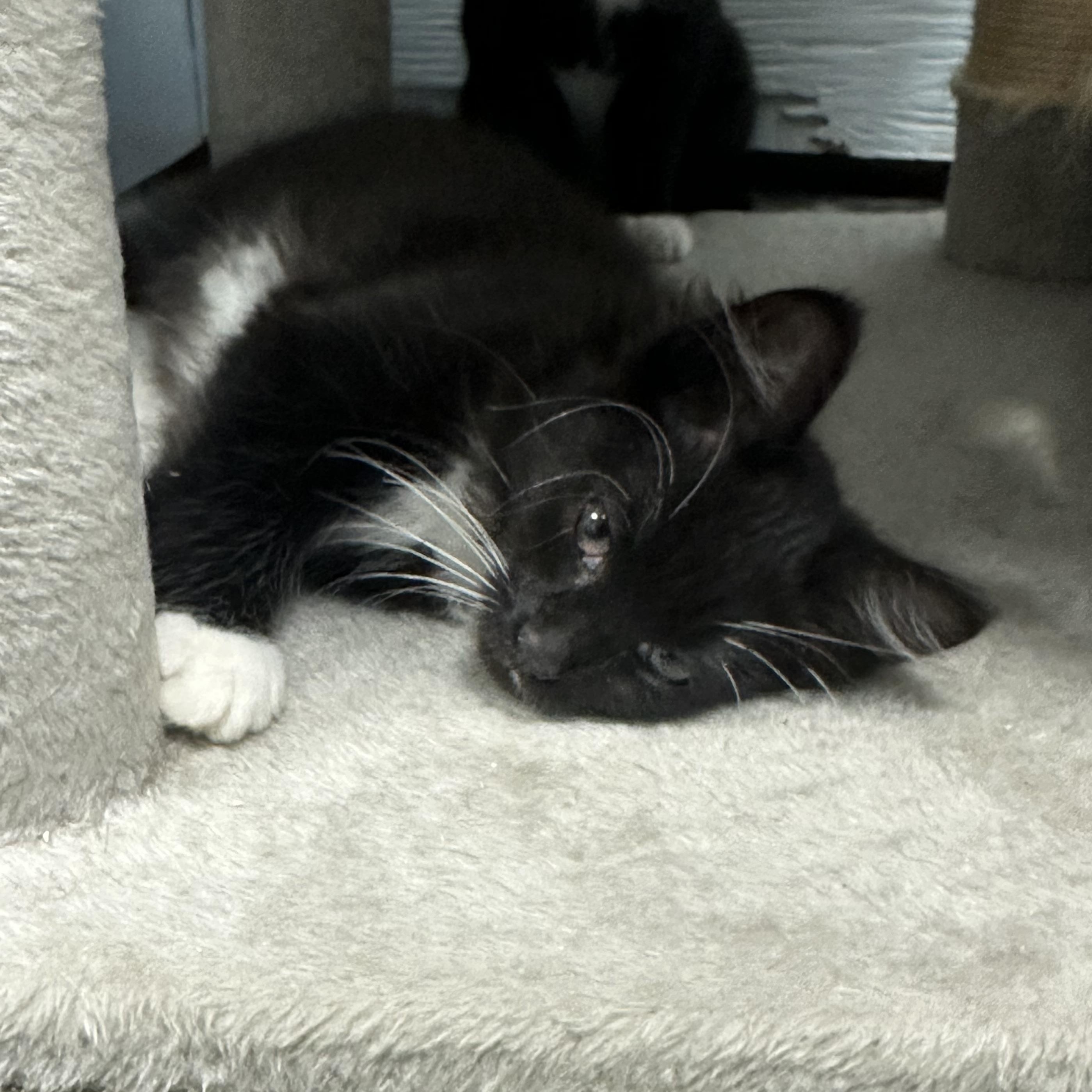 Enlarge Kitten, a Adoptable Domestic Short Hair in Mission, BC image 4/6
