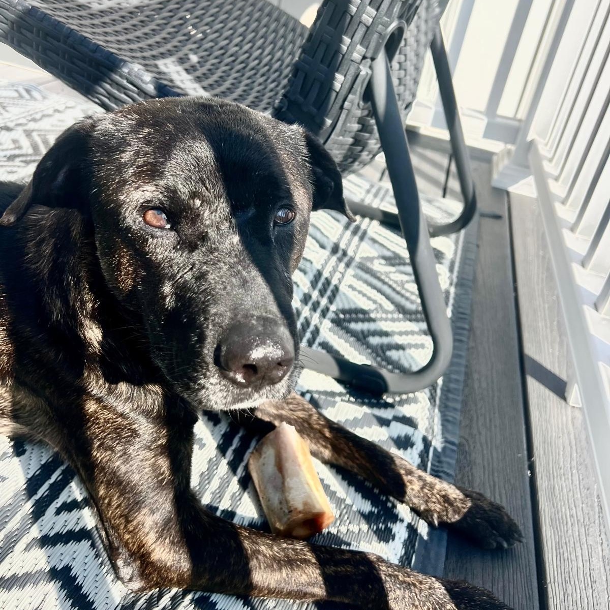 Zeus, a ADOPTABLE Mixed Breed in Weymouth, MA image 2/6