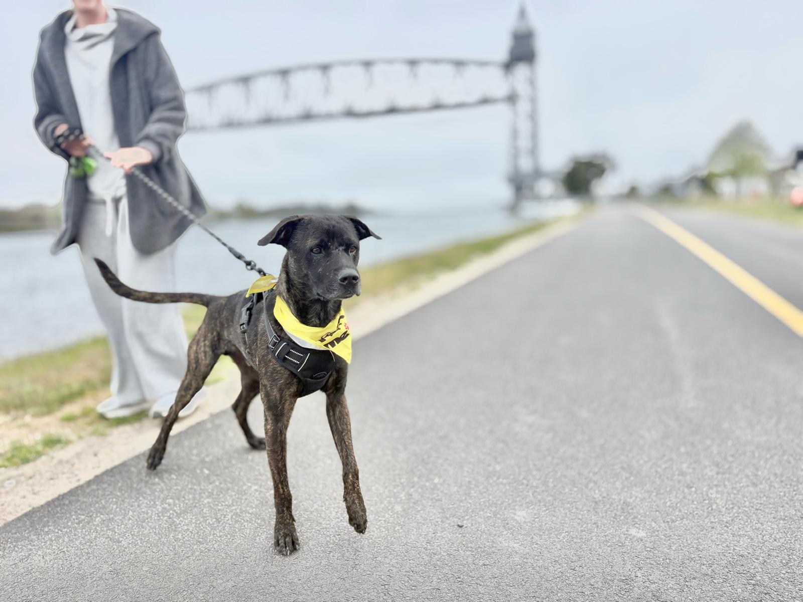 Zeus, a ADOPTABLE Mixed Breed in Weymouth, MA image 1/6